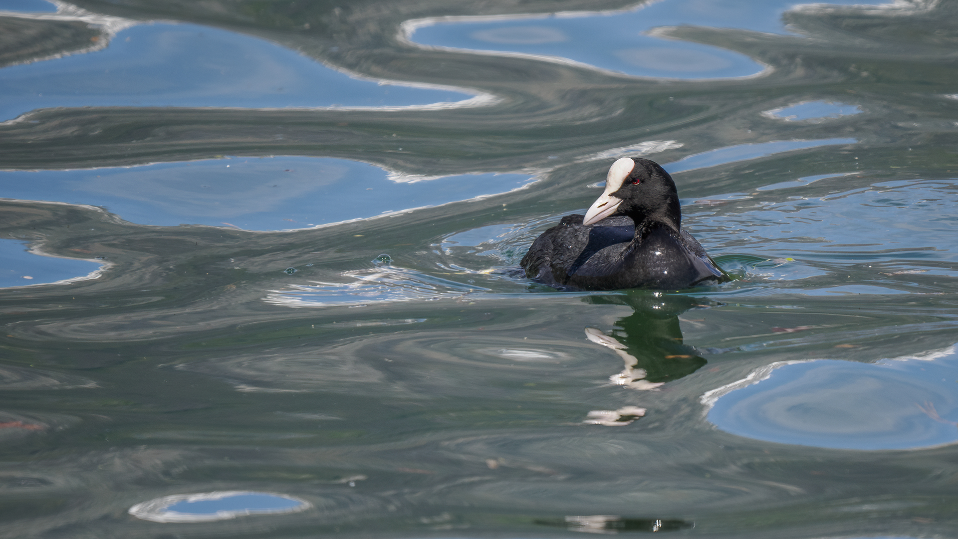 Coot