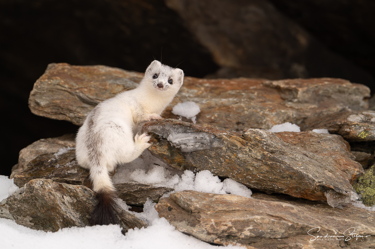 Ermellino muta primaverile