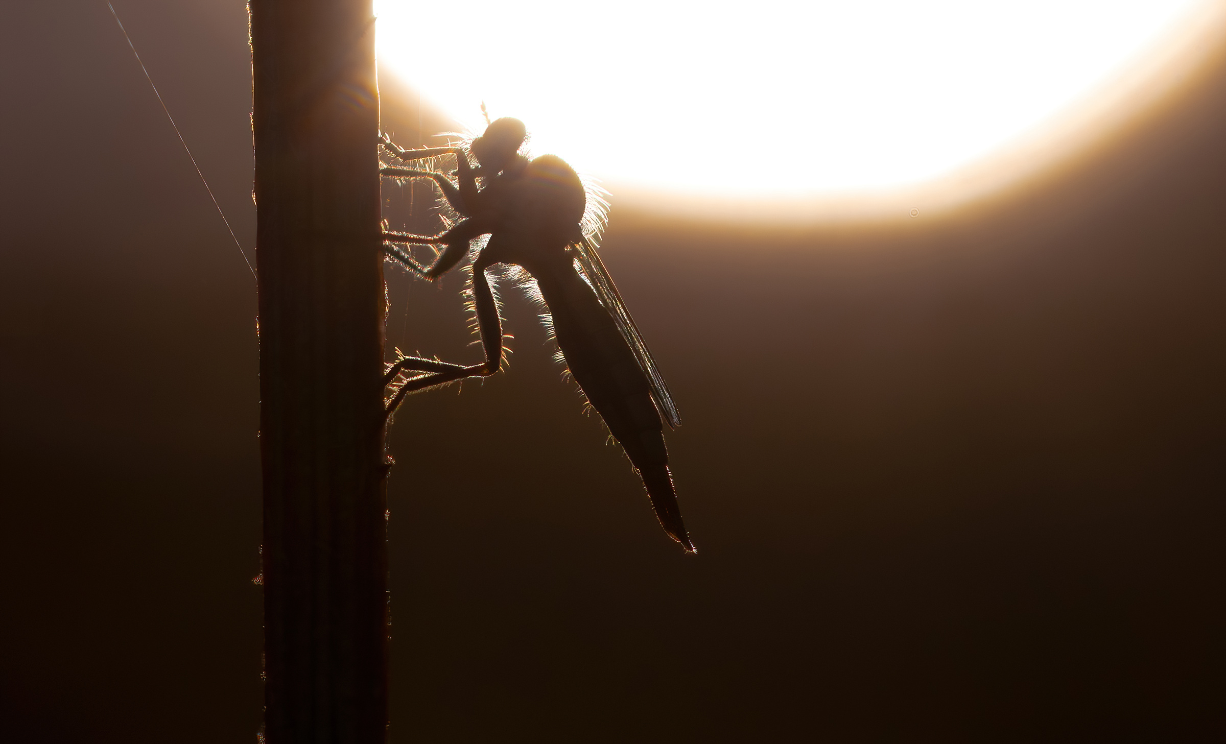 Ladri vola-ultima luce