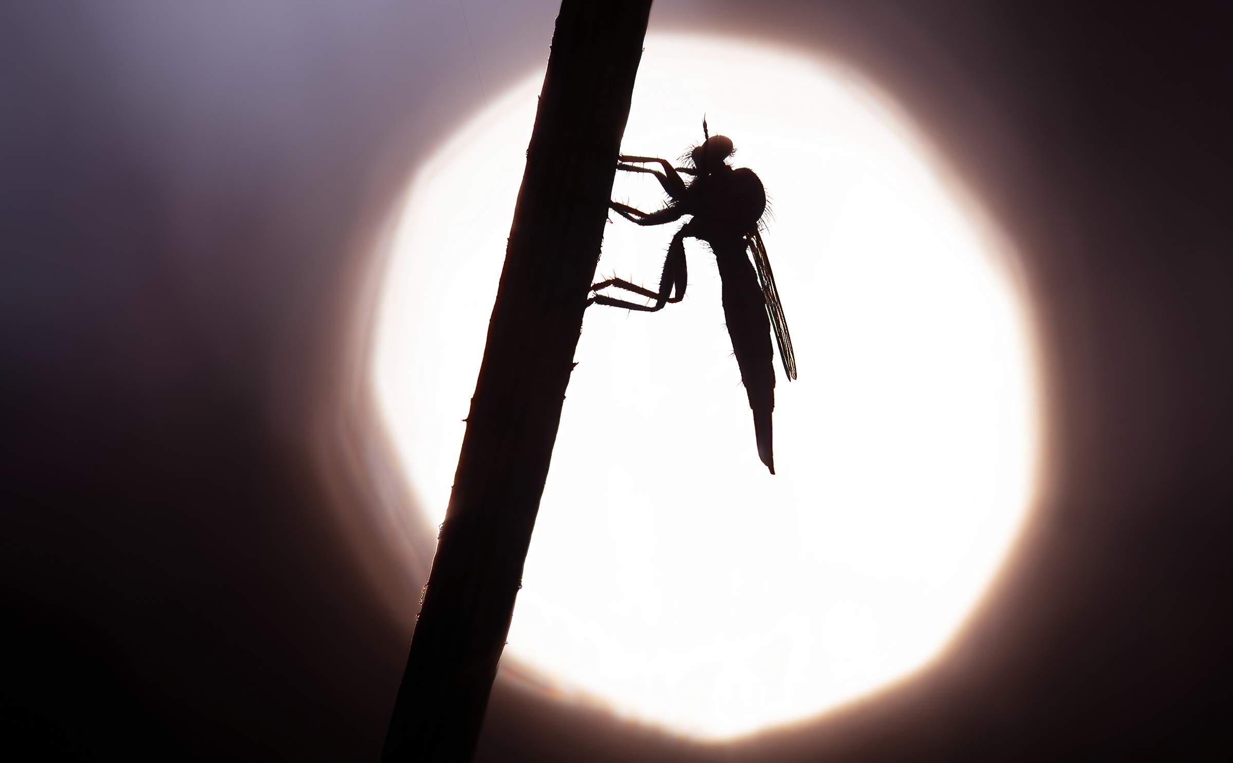 Ladri vola-ultima luce