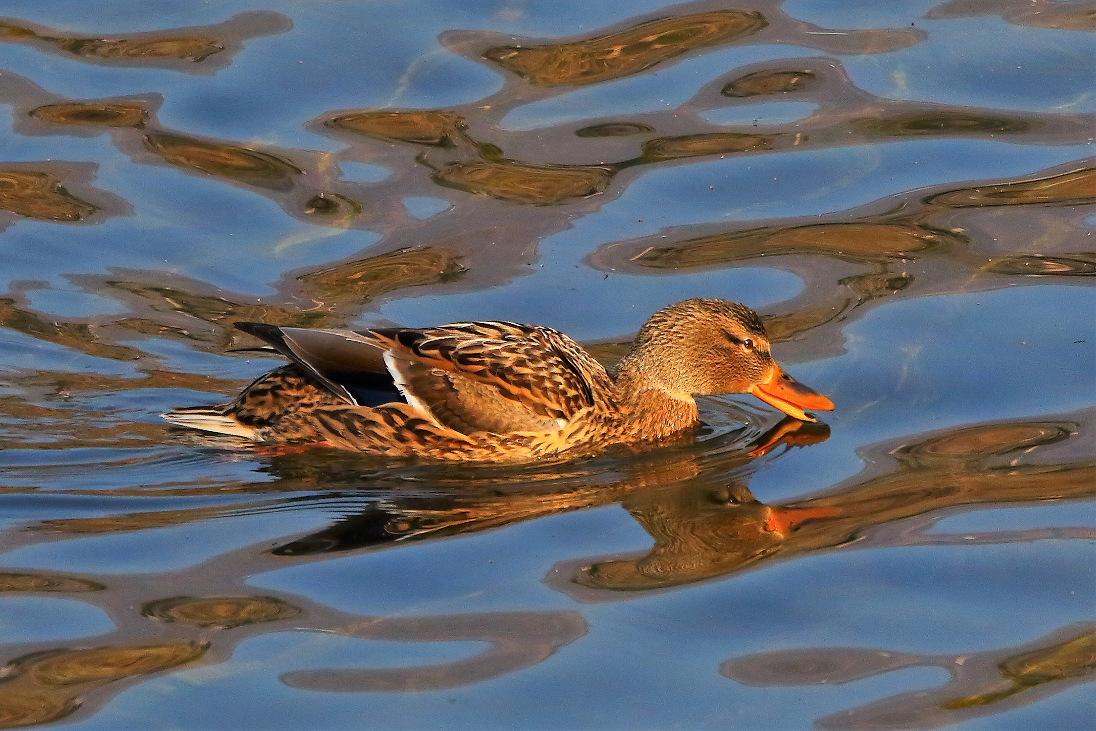 Germano F 13 febbraio 2023