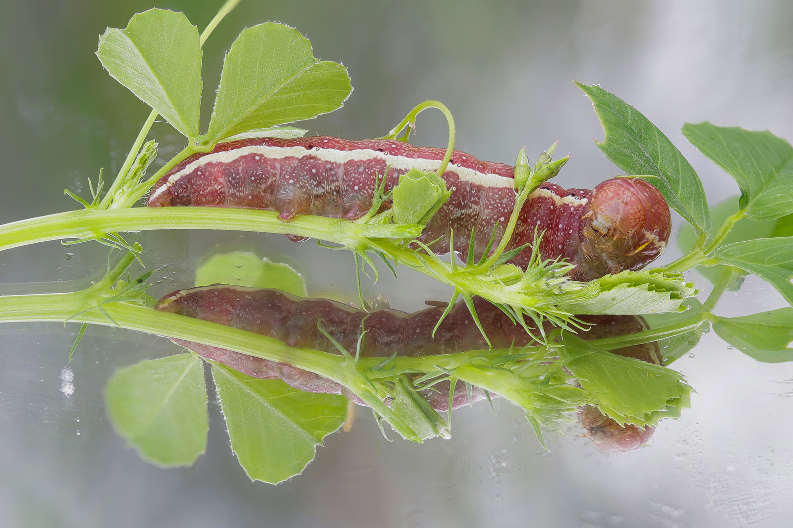Larva of Noctuidae sp.