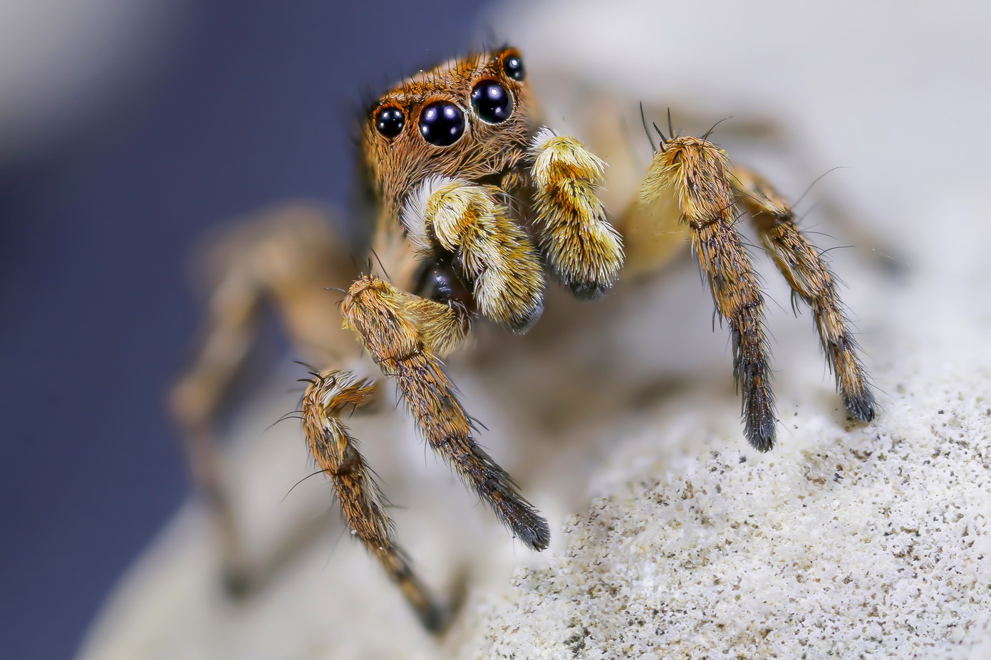 Aelurillus v-insignitus