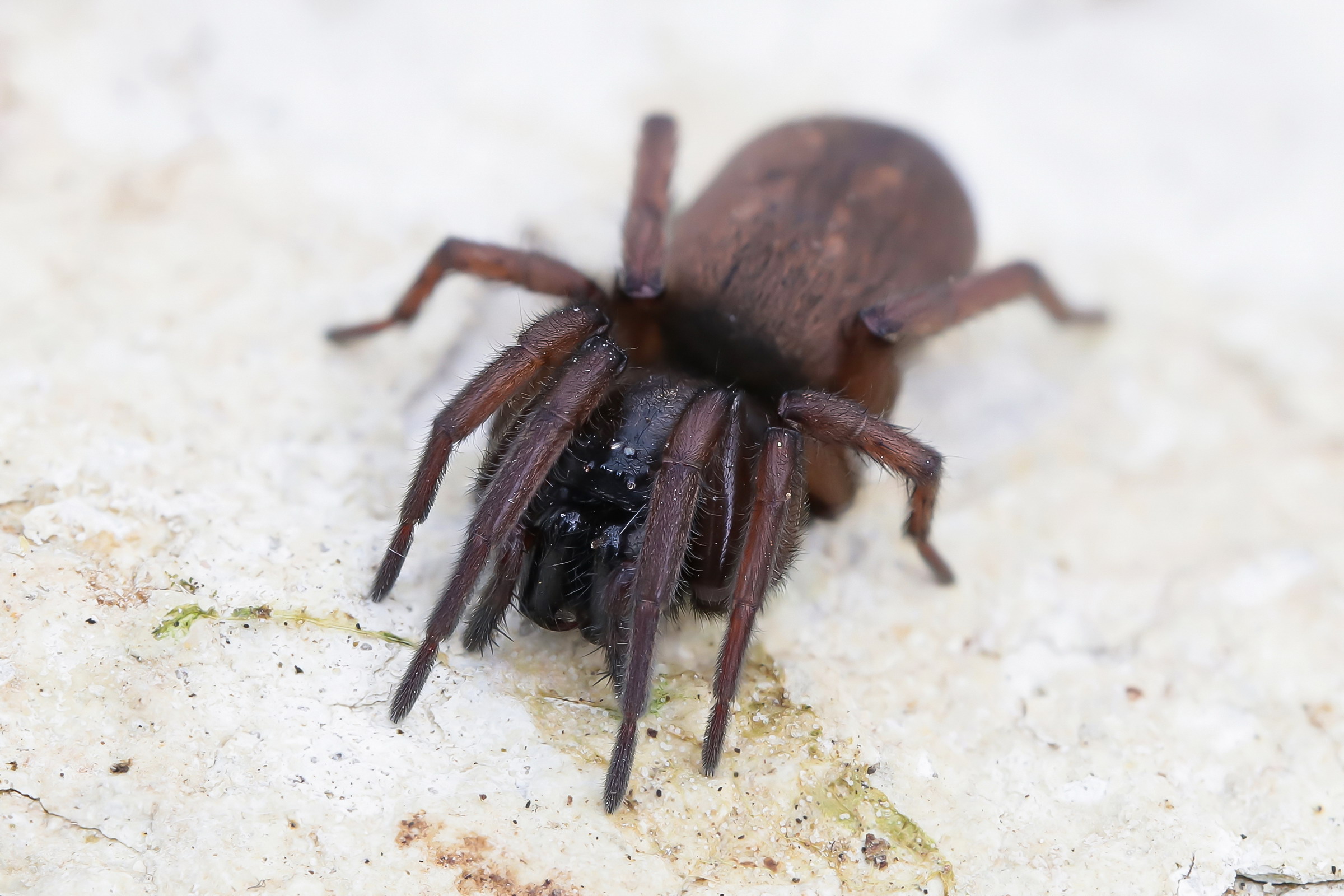 Gnaphosidae sp.