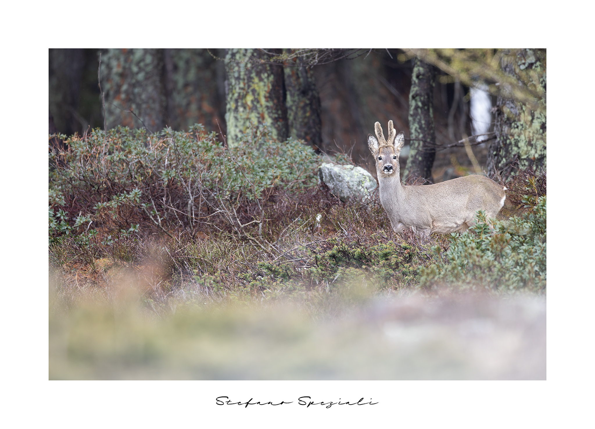 Capriolo - Capreolus capreolus
