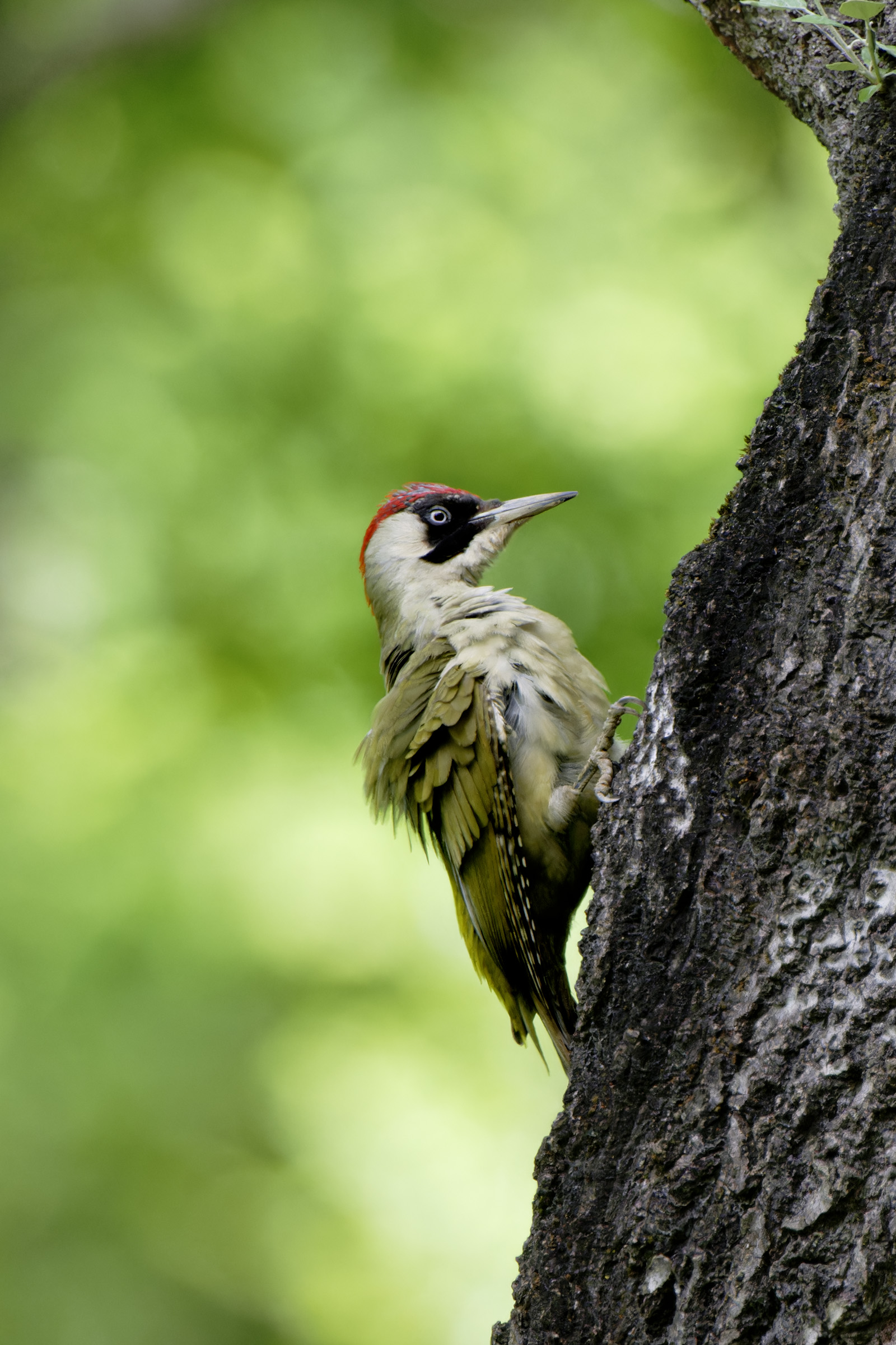 Picchio verde femmina