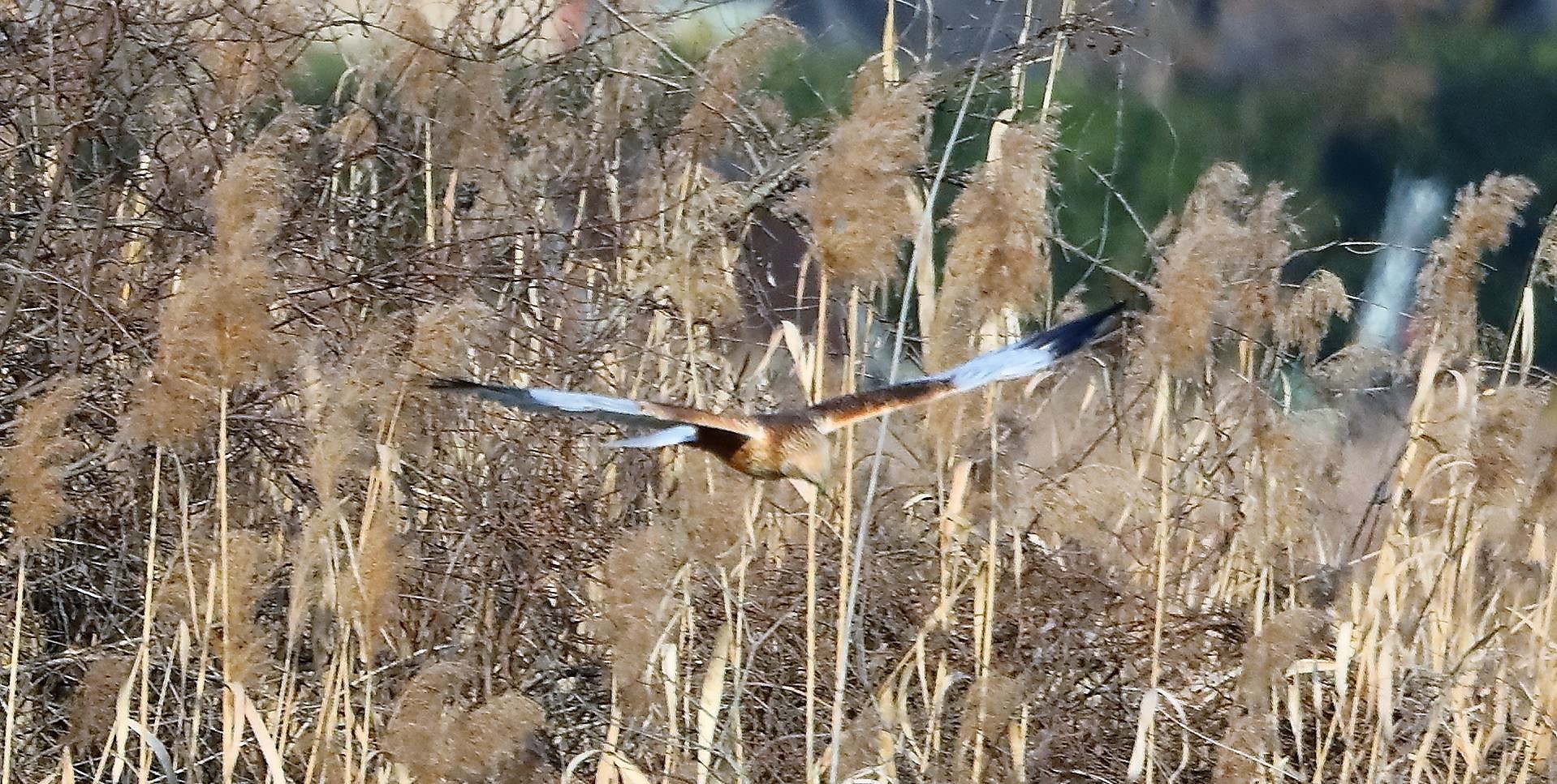 Falco di palude 03-02-2023