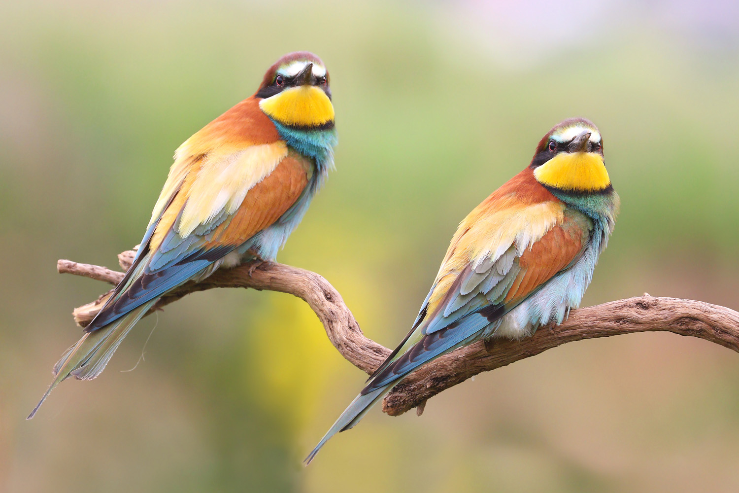 Bee-eaters