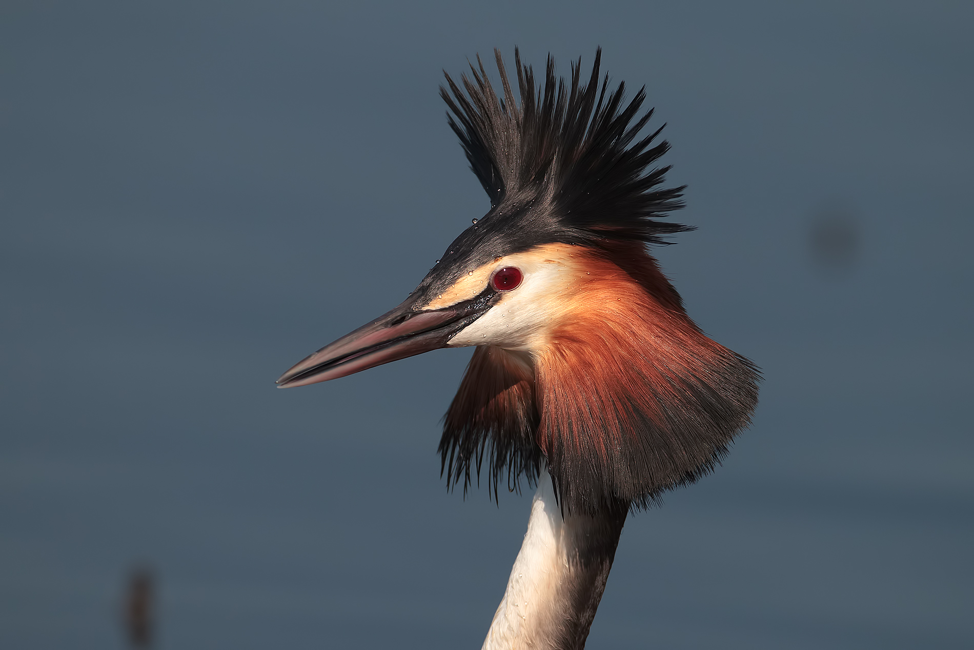 Ritratto di svasso maggiore maschio in corteggiamento