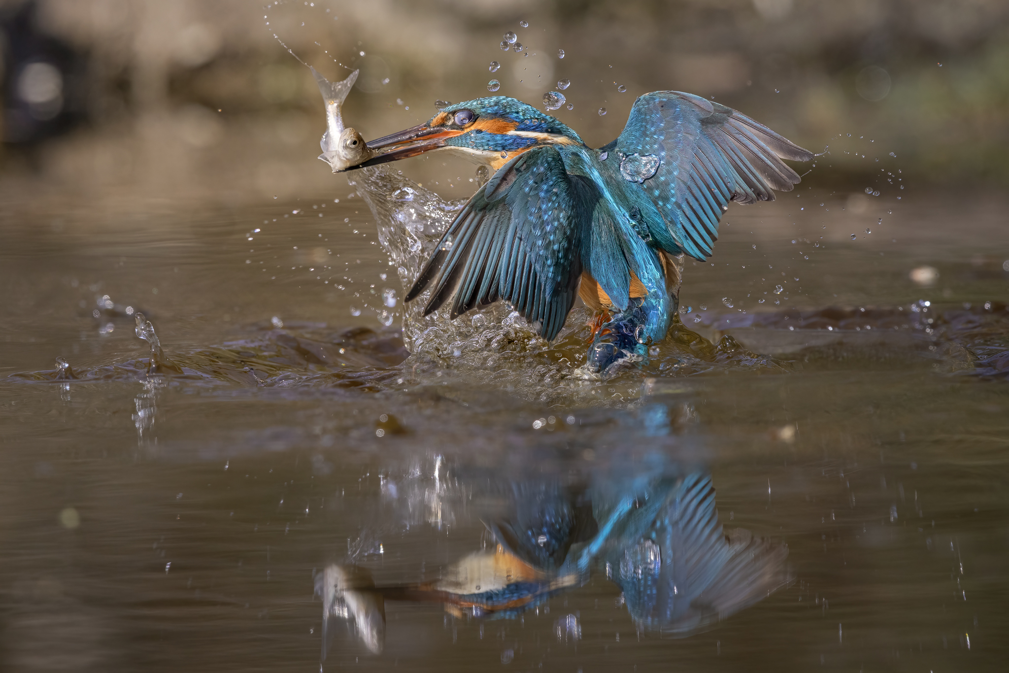 Martinpescatore