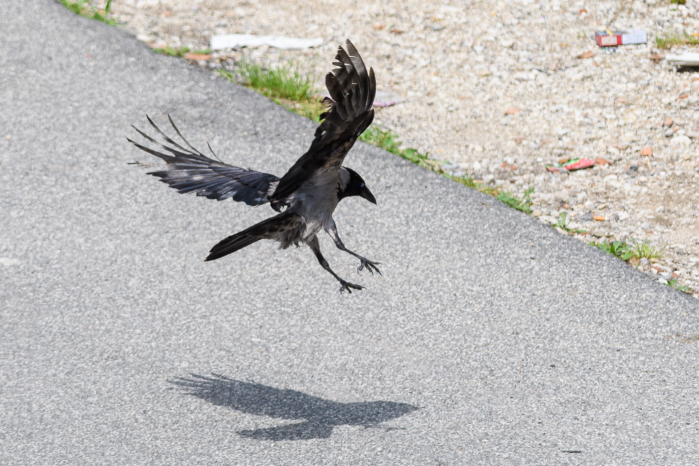 Crow