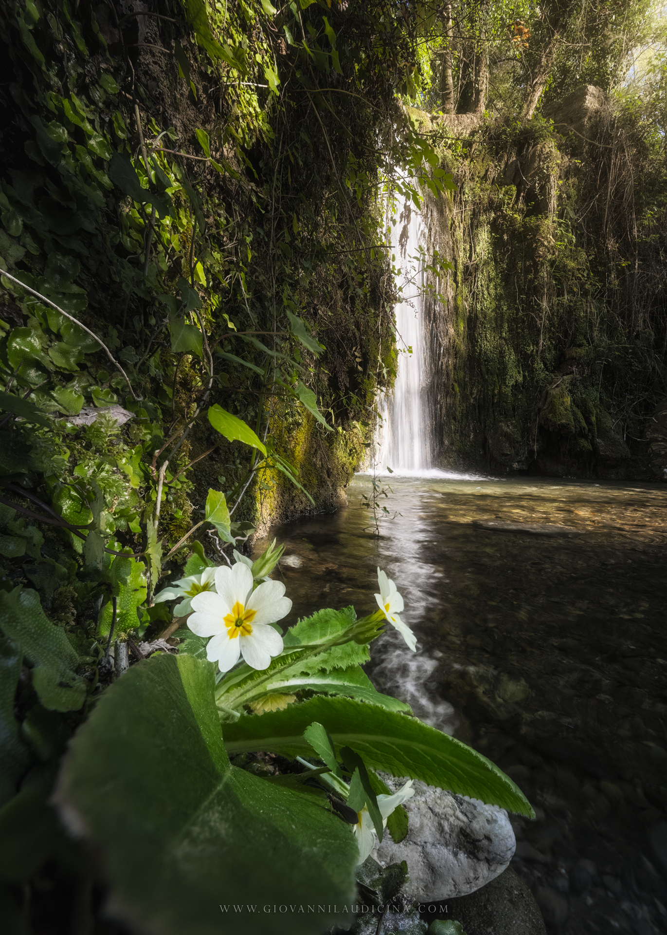 Spring at Tratoon Falls