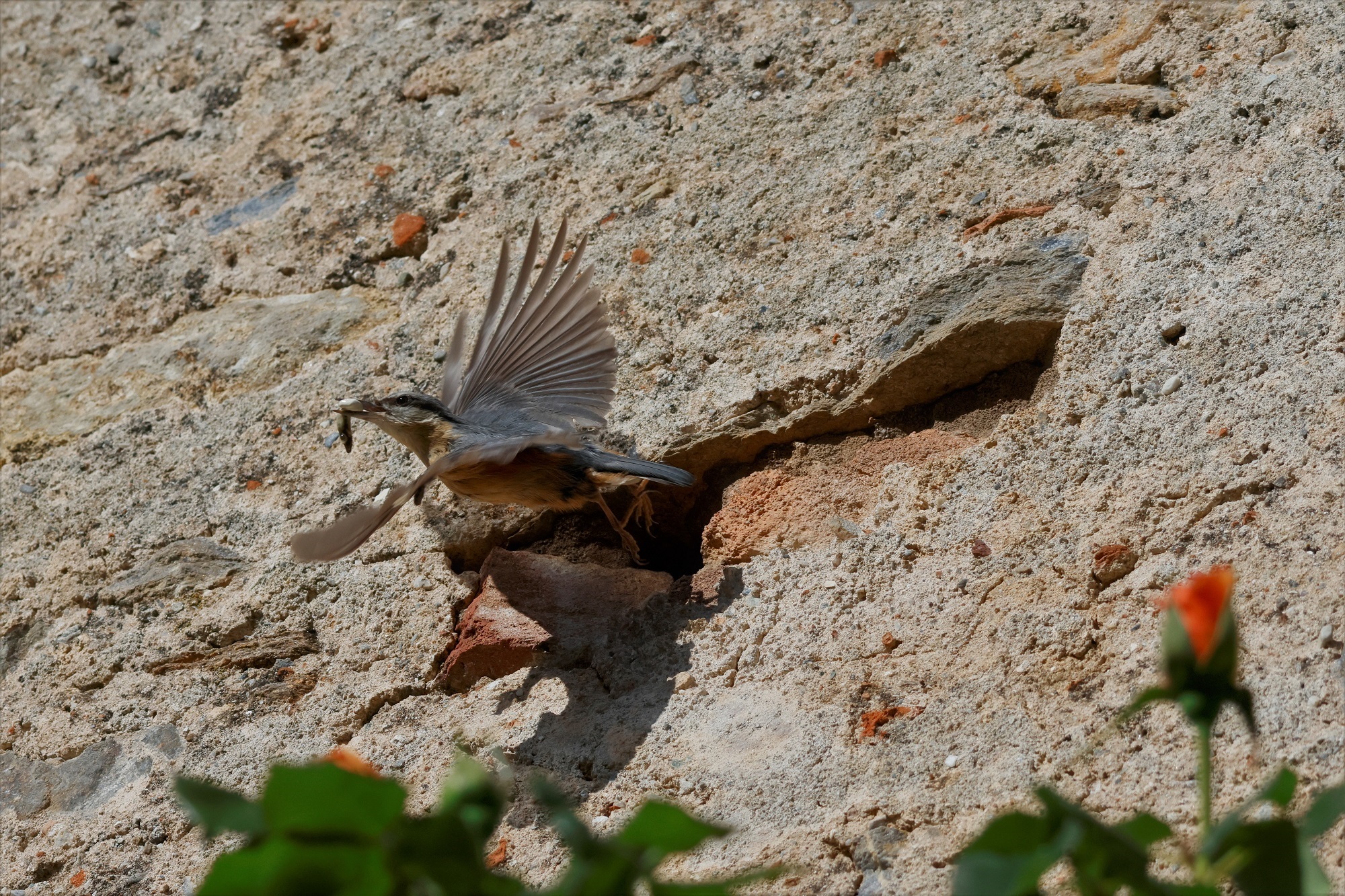 ... a bit of "cleaning" in the nest ...