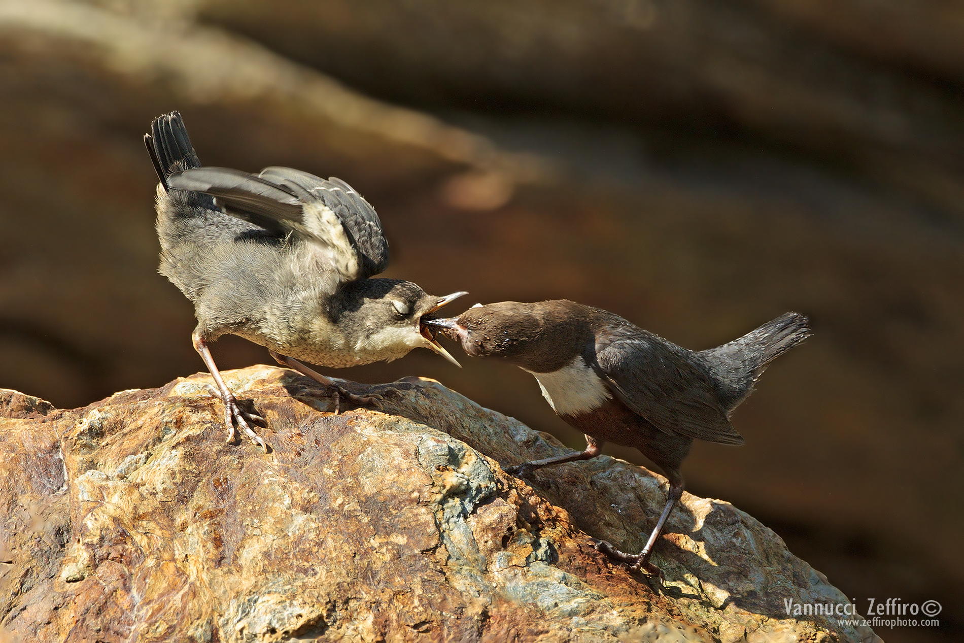 merlo acquaiolo l'imboccata