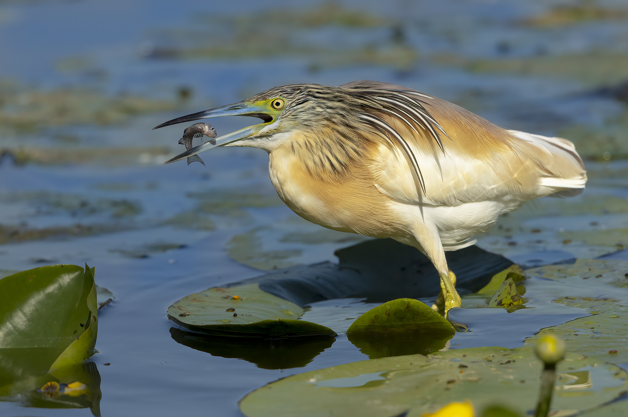 the prey in the beak, squacco gauze