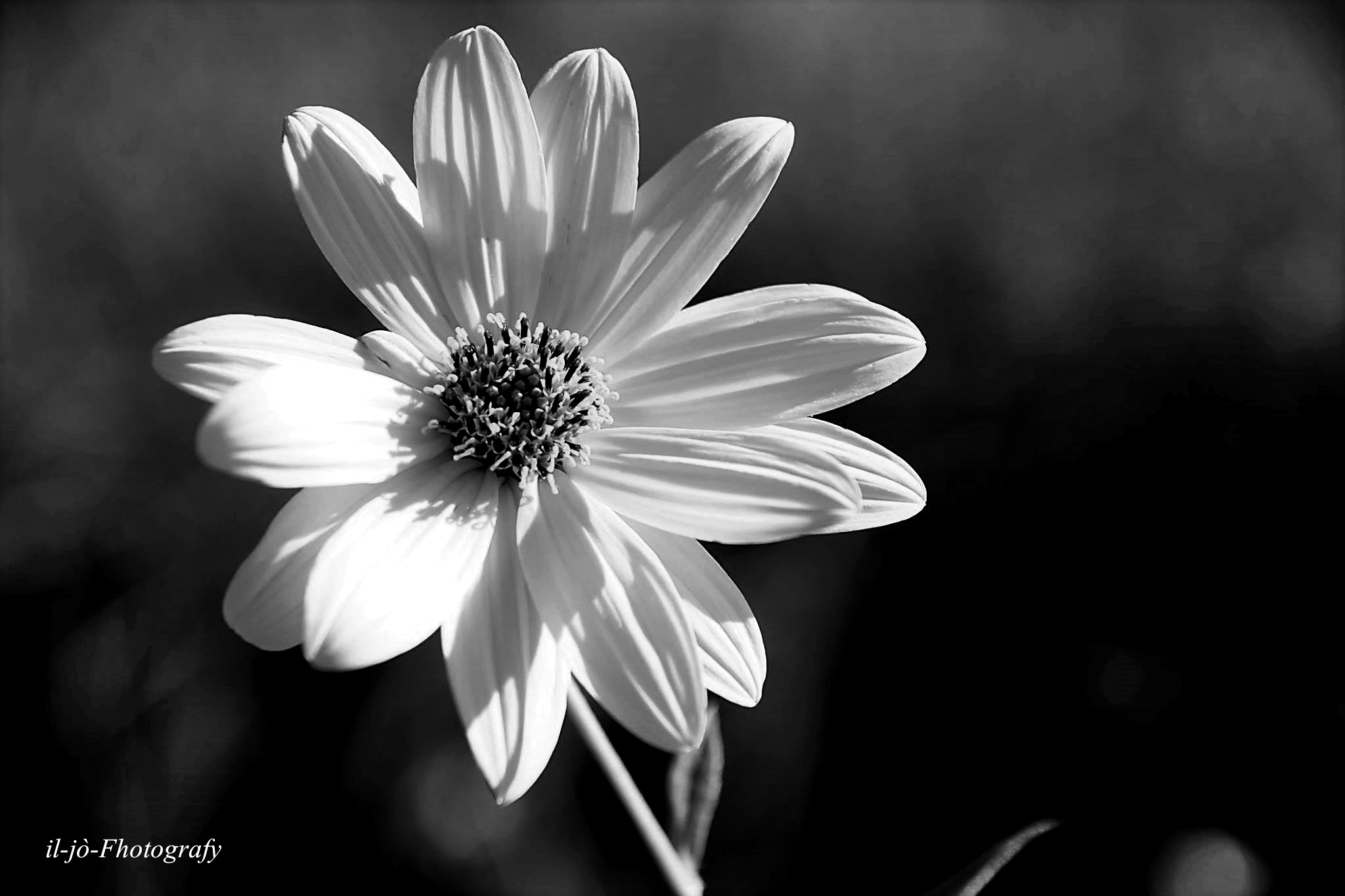 Untitled Photo