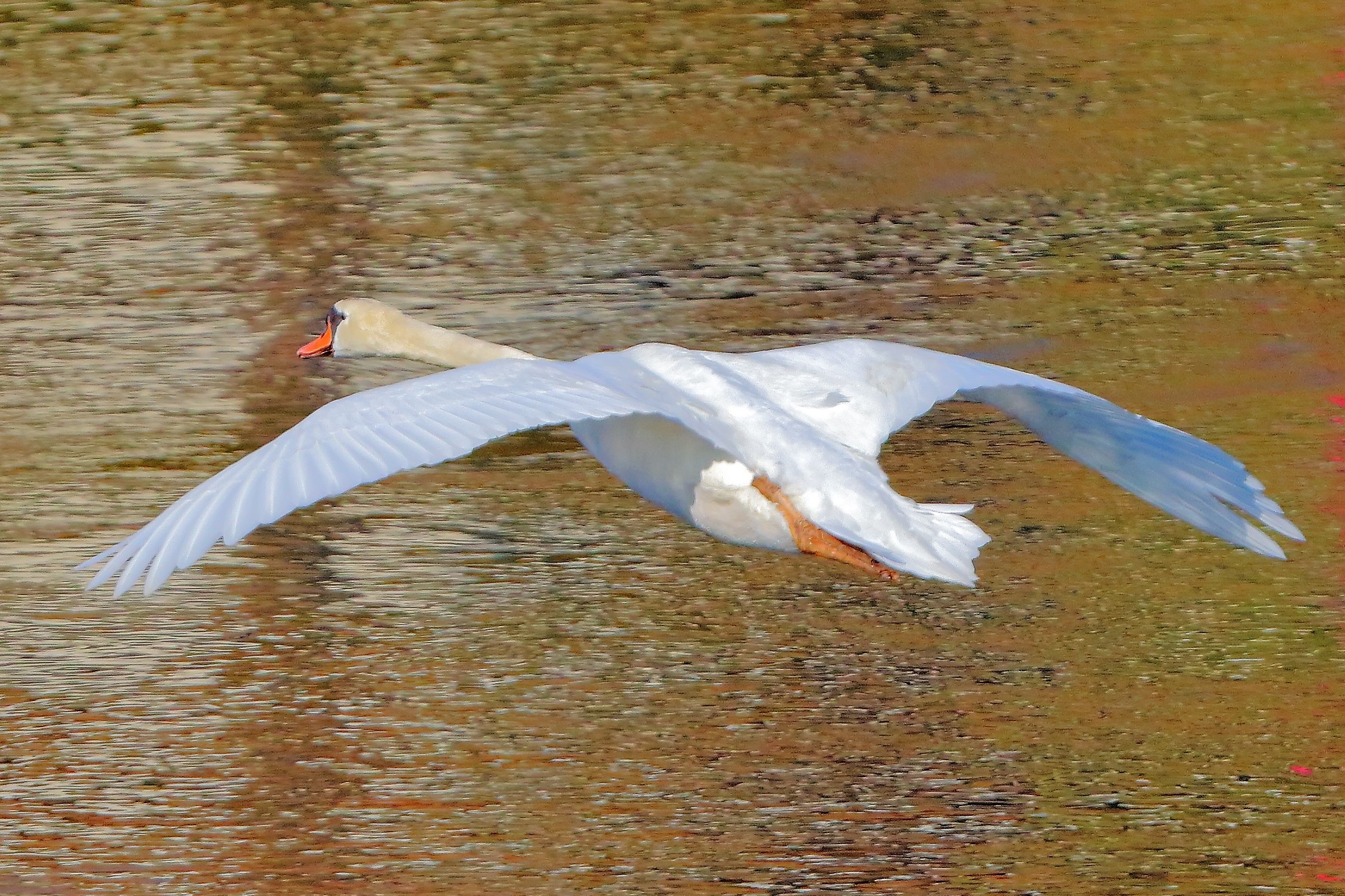 Cigno R 13 febbraio 2023