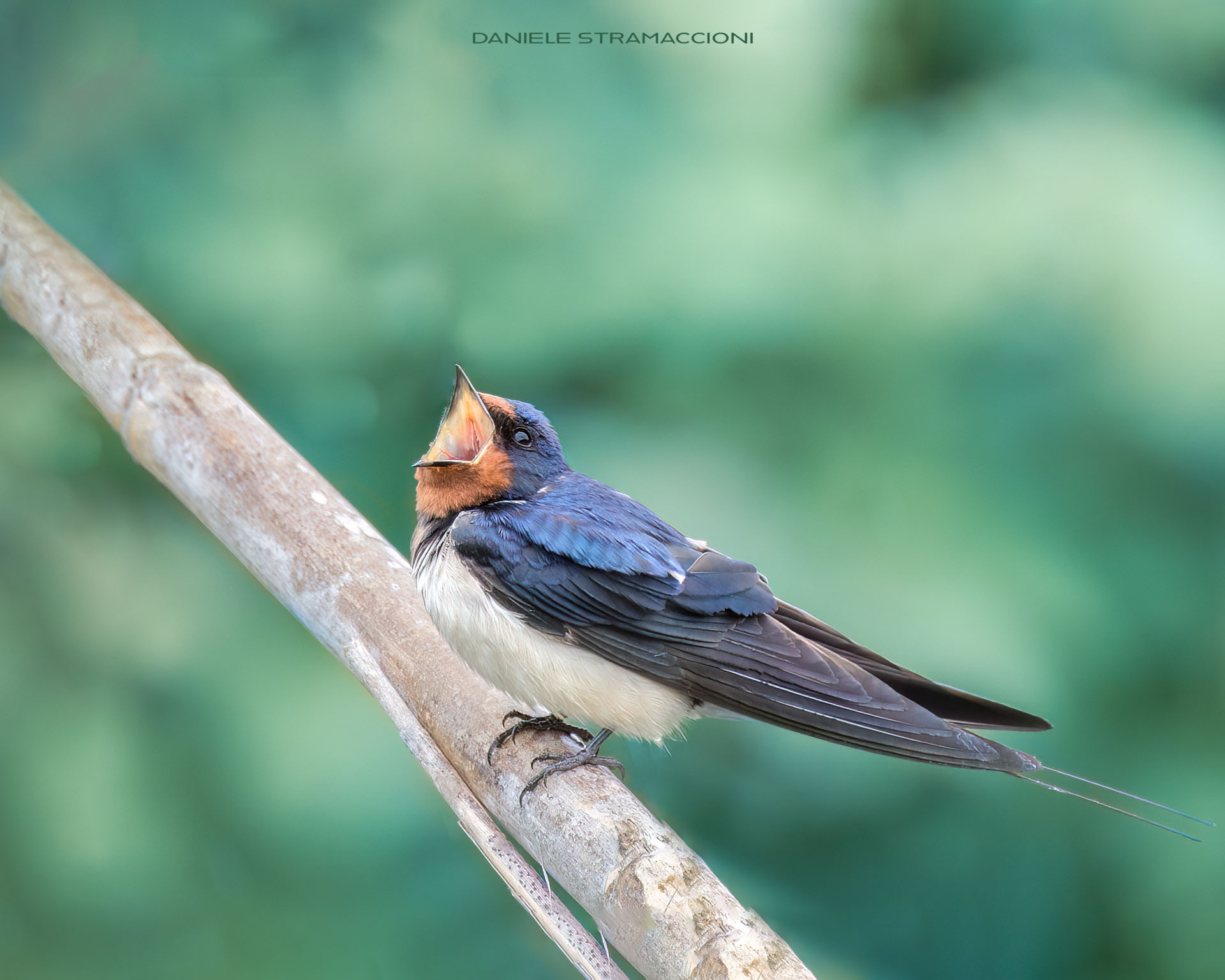 Swallow