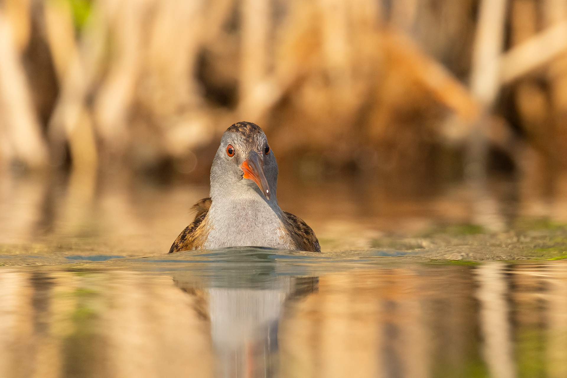 Water rail