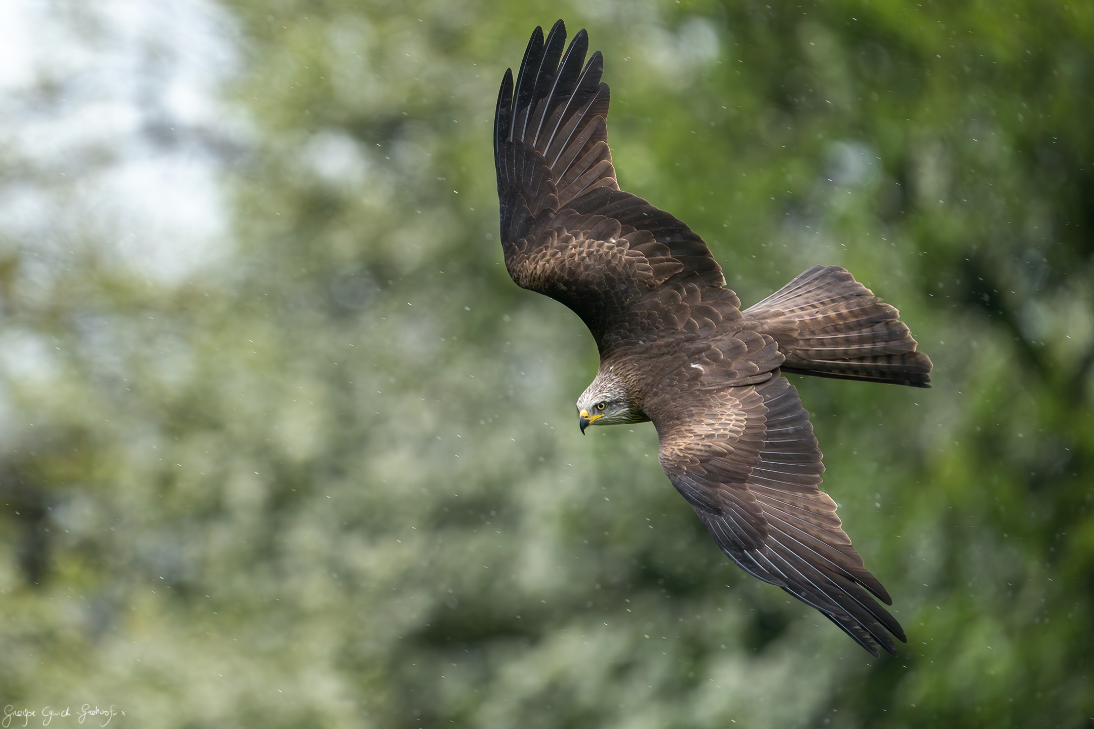 Black kite
