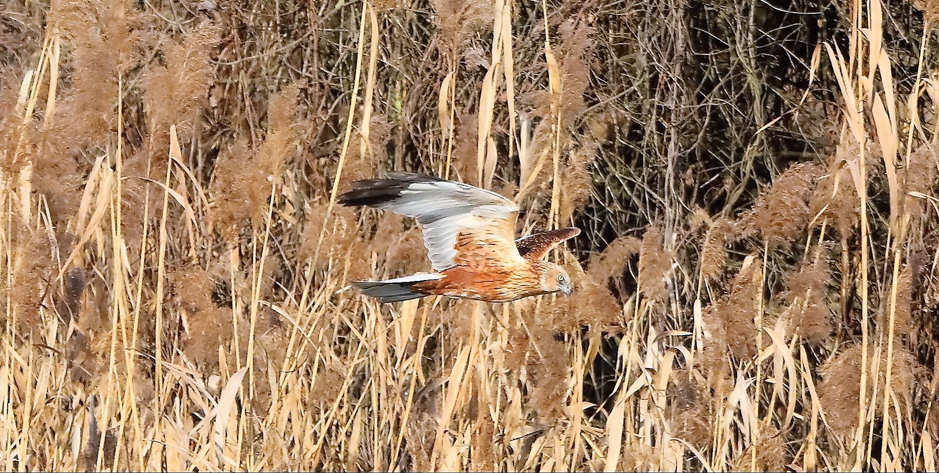 Falco di palude 03-02-2023