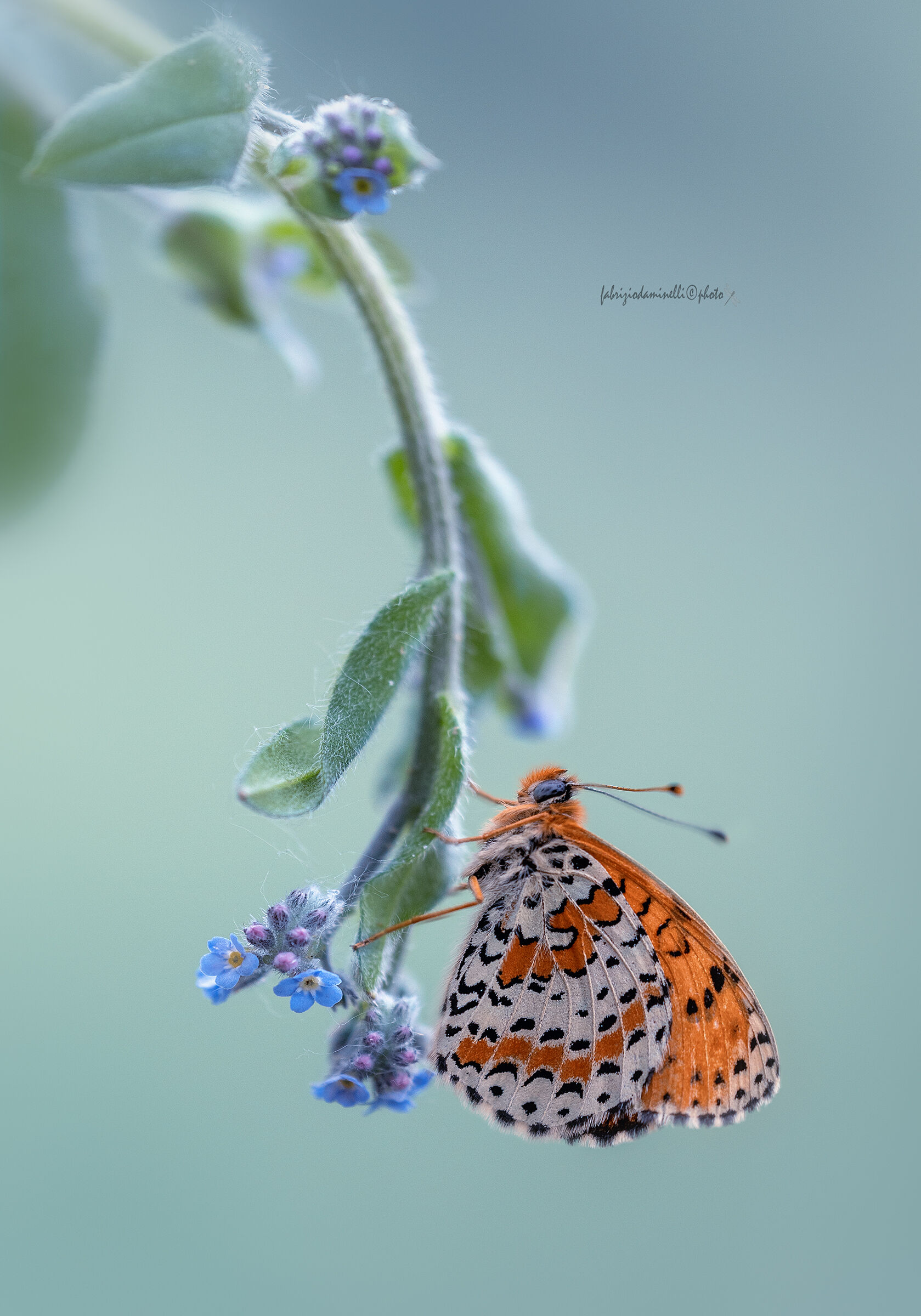 Melitaea didyma