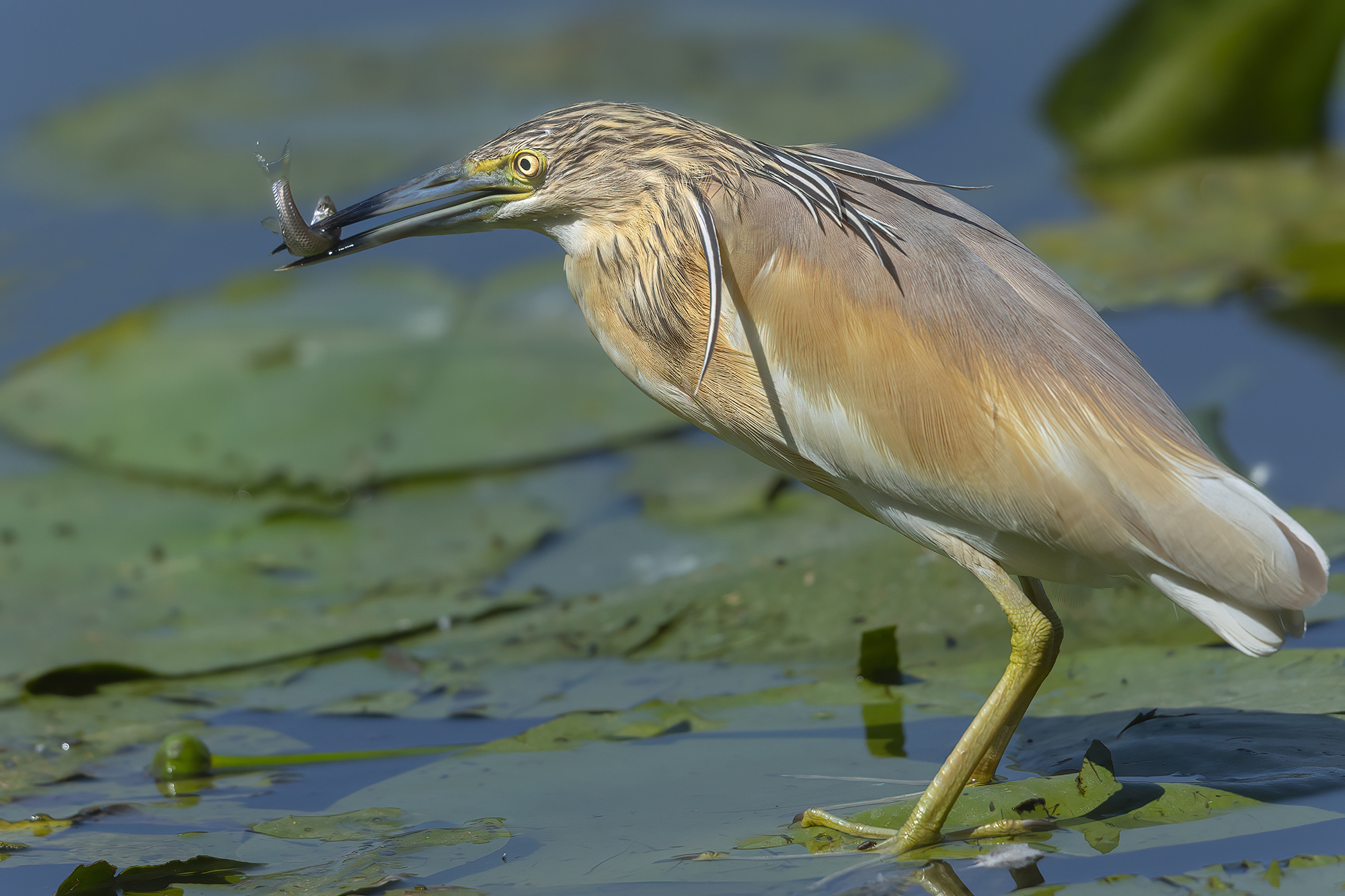 pesca ravvicinata, sgarza ciuffetto