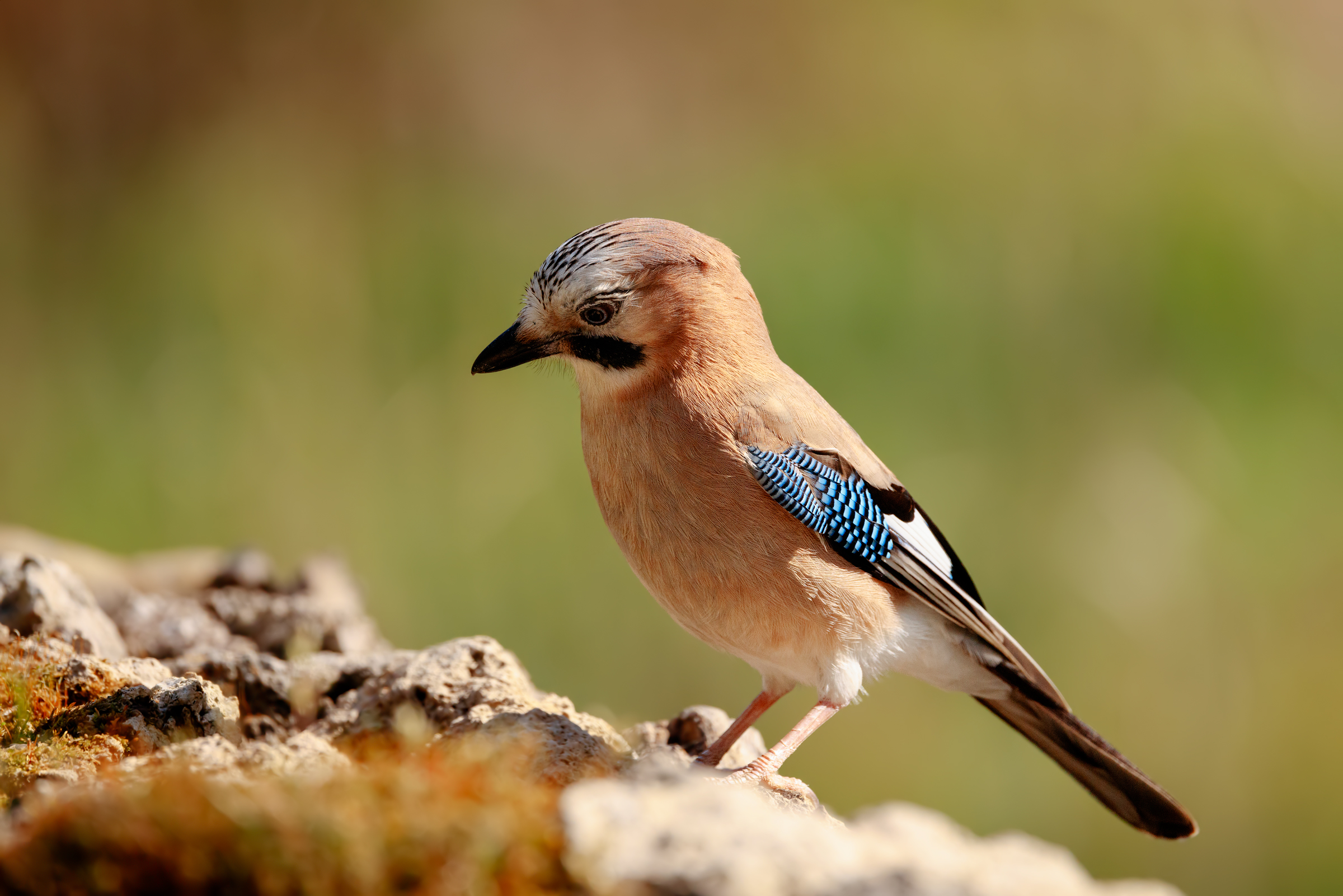 The "thoughtful" jay