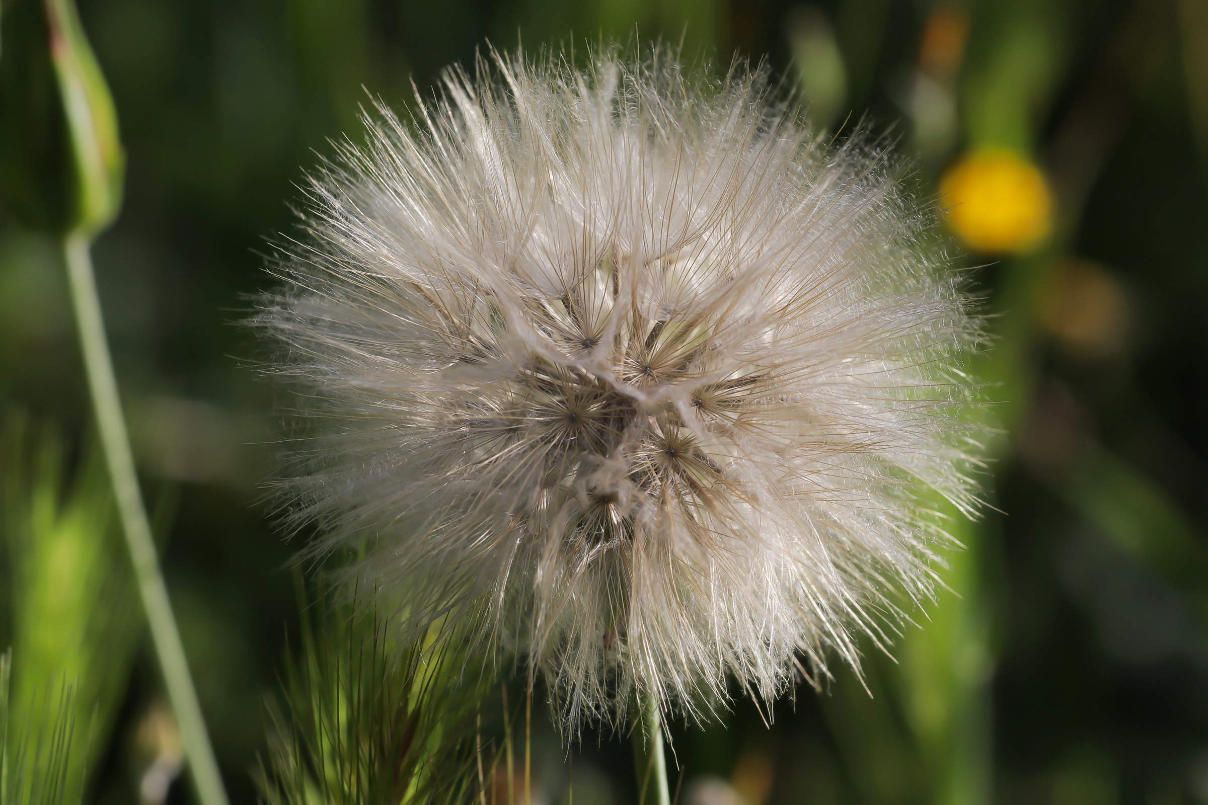 Tragopogon shower head