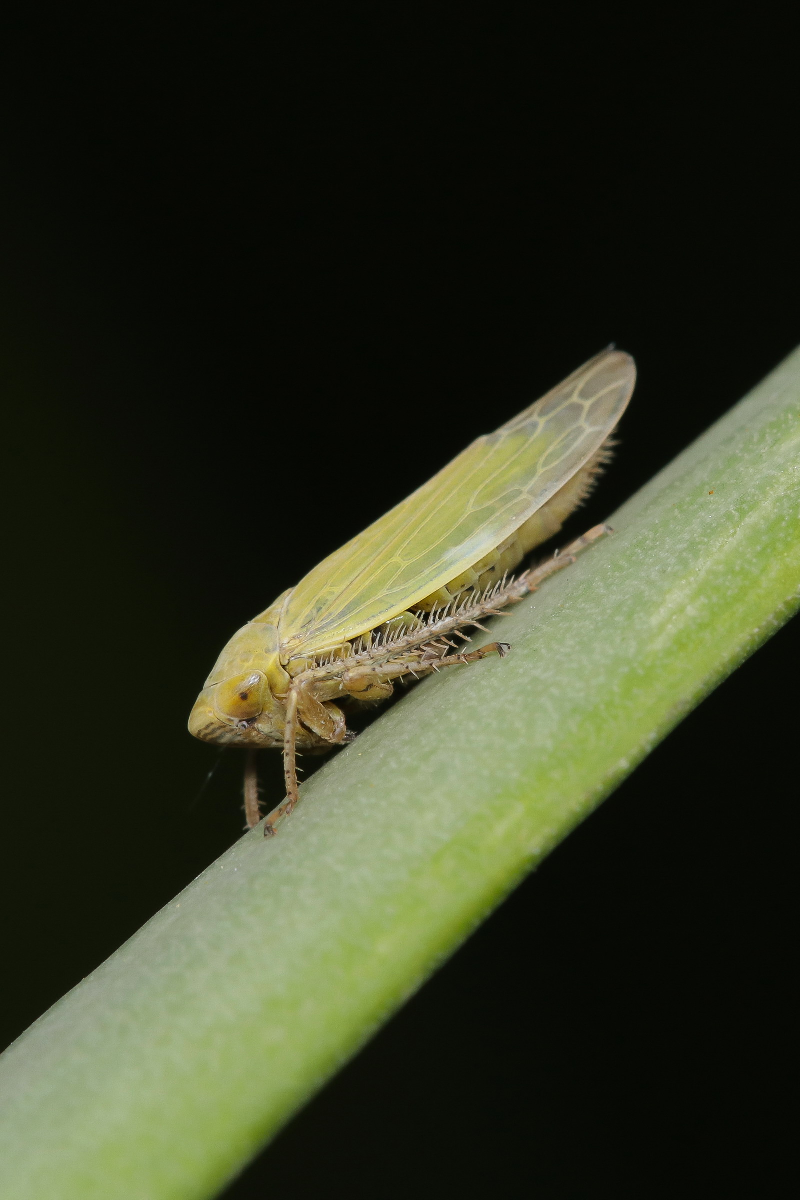 Small Cicadomorph in the grass