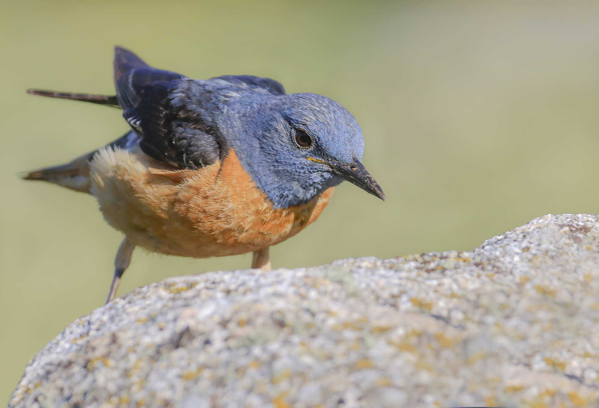 sinfonia di colori, codirossone
