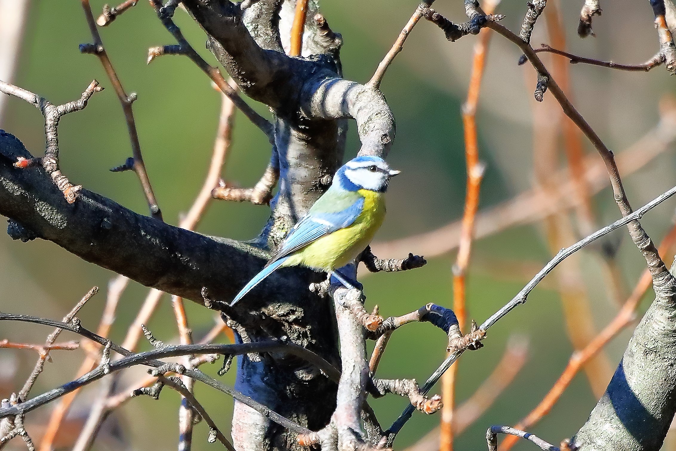 Cinciarella 12-02-2023