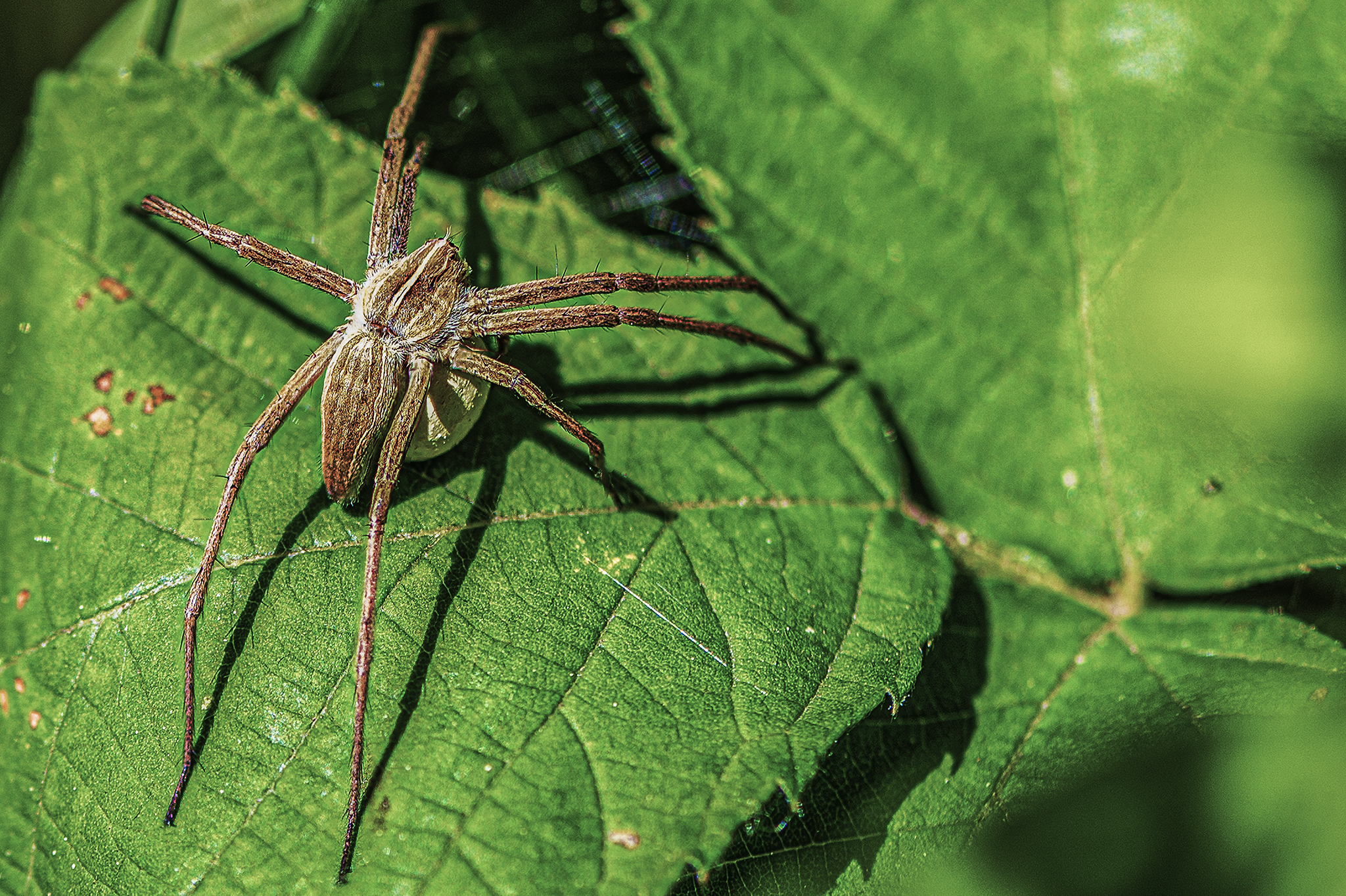 Pisaura mirabilis con ovisacco.
