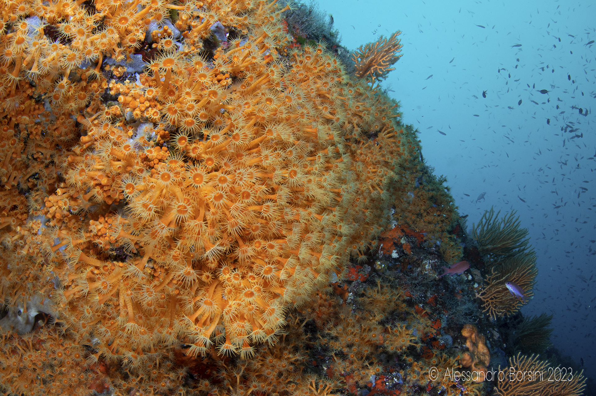 Margherite di mare del Banco di santa Croce (NA)