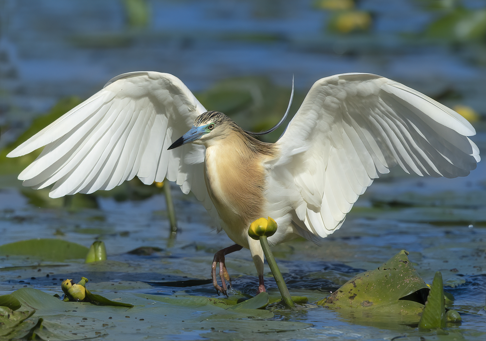 esercizio per domare i bianchi, sgarza ciuffetto