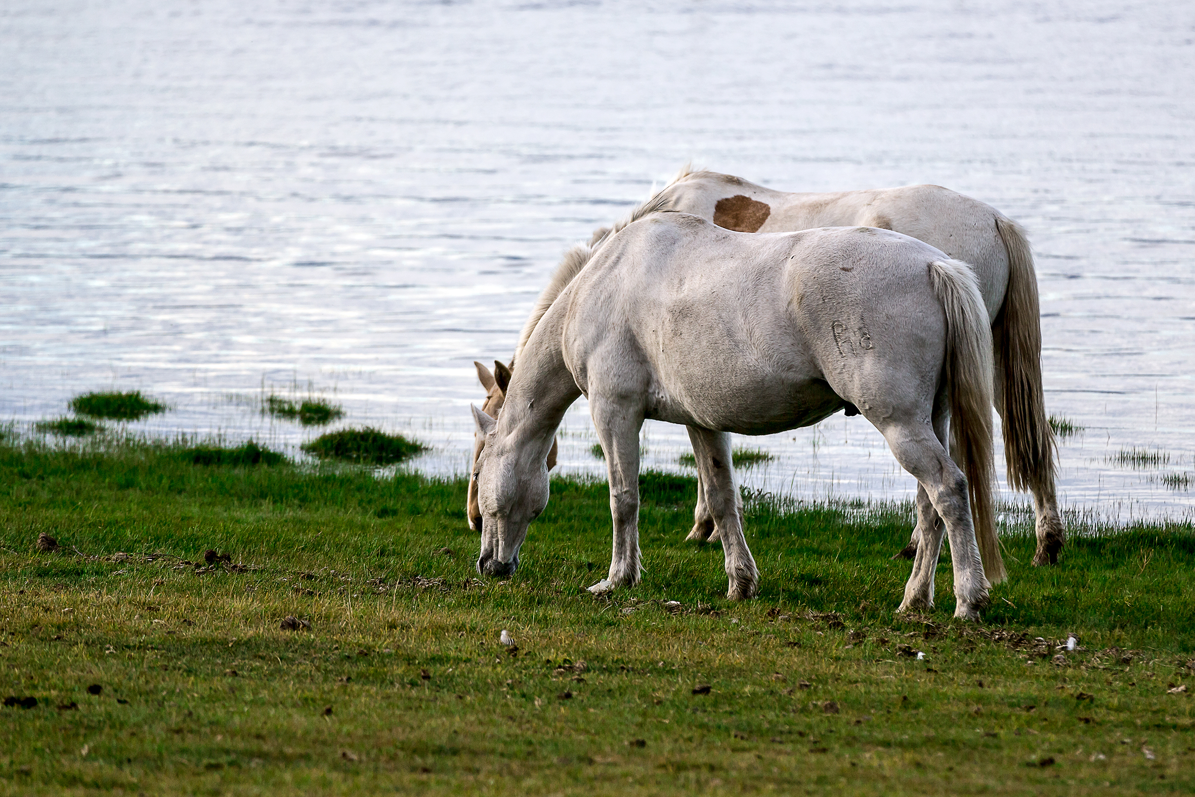 Grazing by the lake