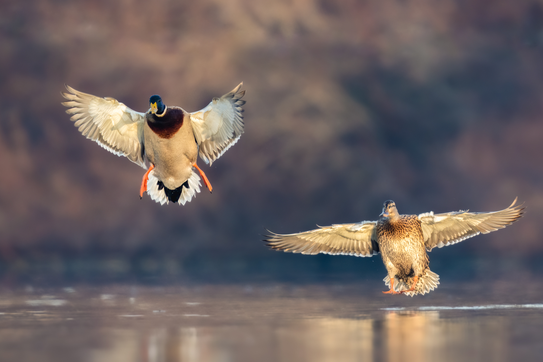 Coppia di Germani in atterraggio