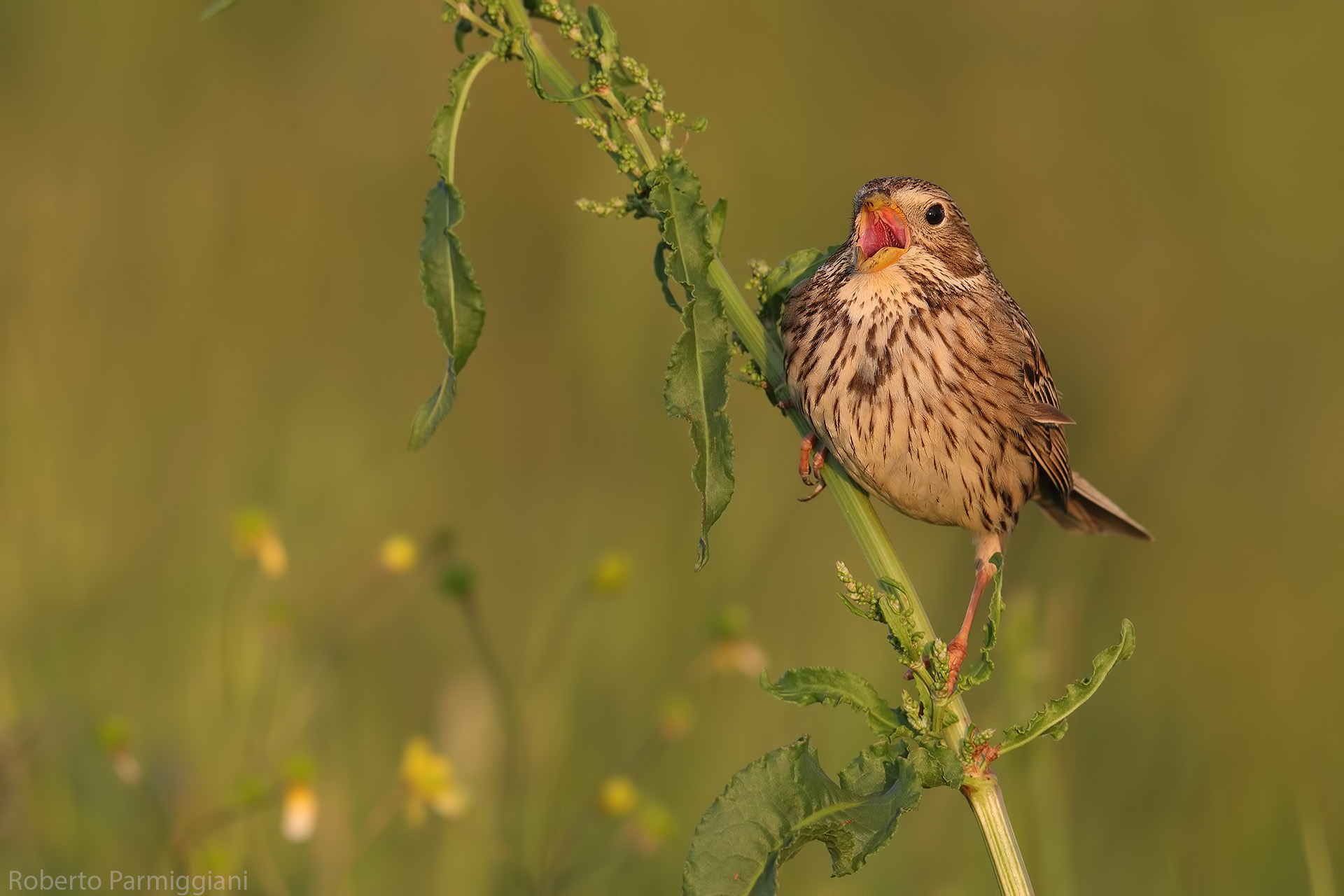 Corn bunting