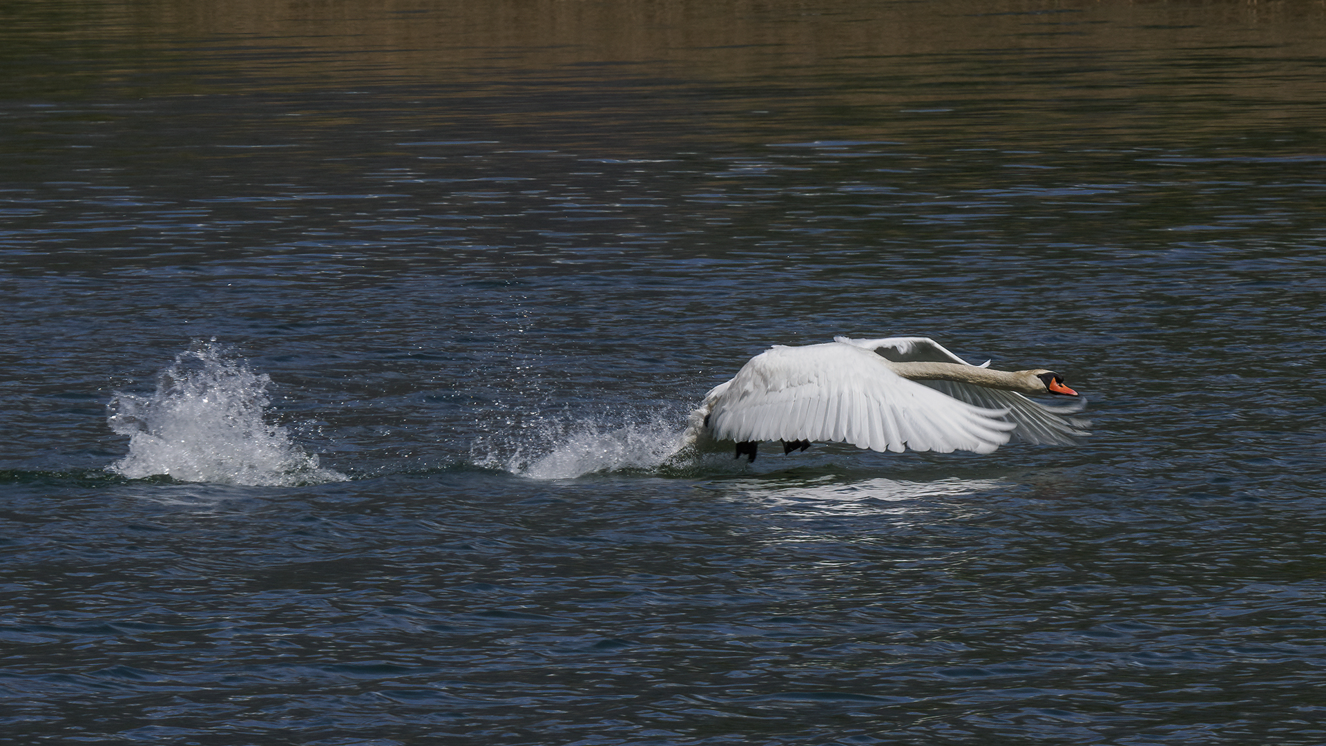 Swan