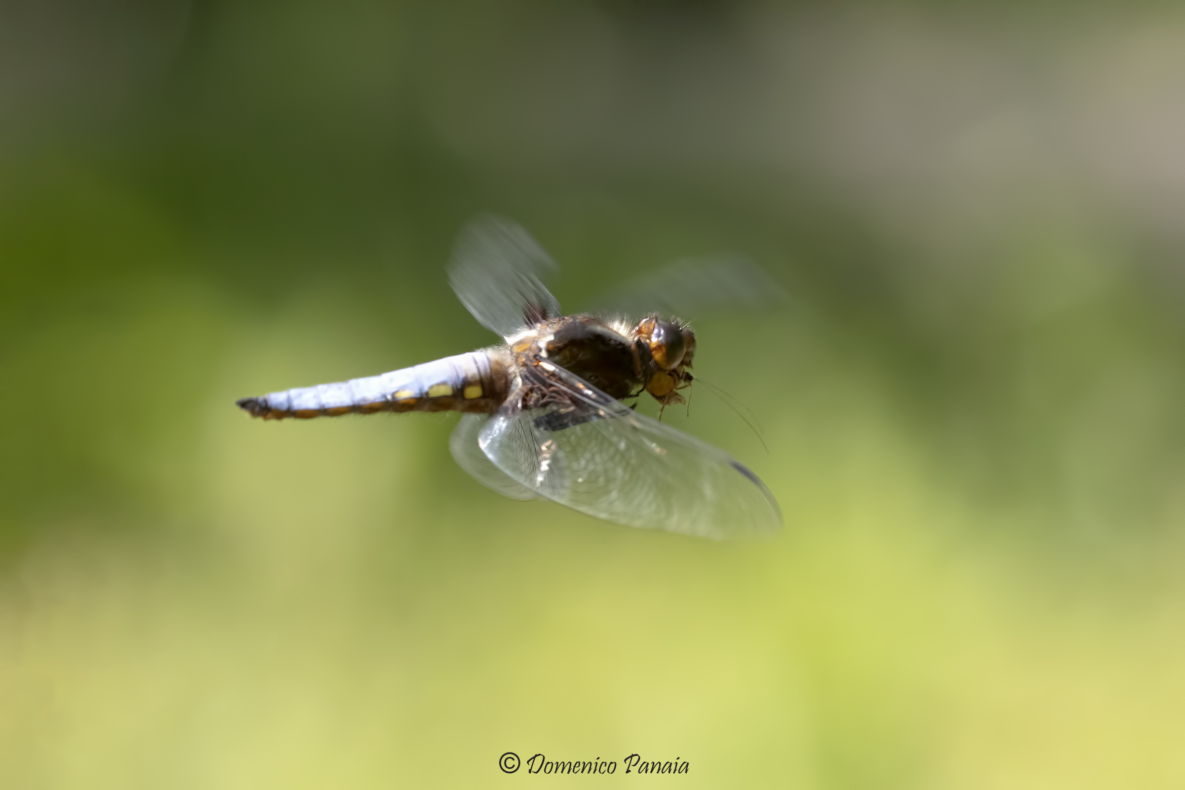 libellula depressa maschio