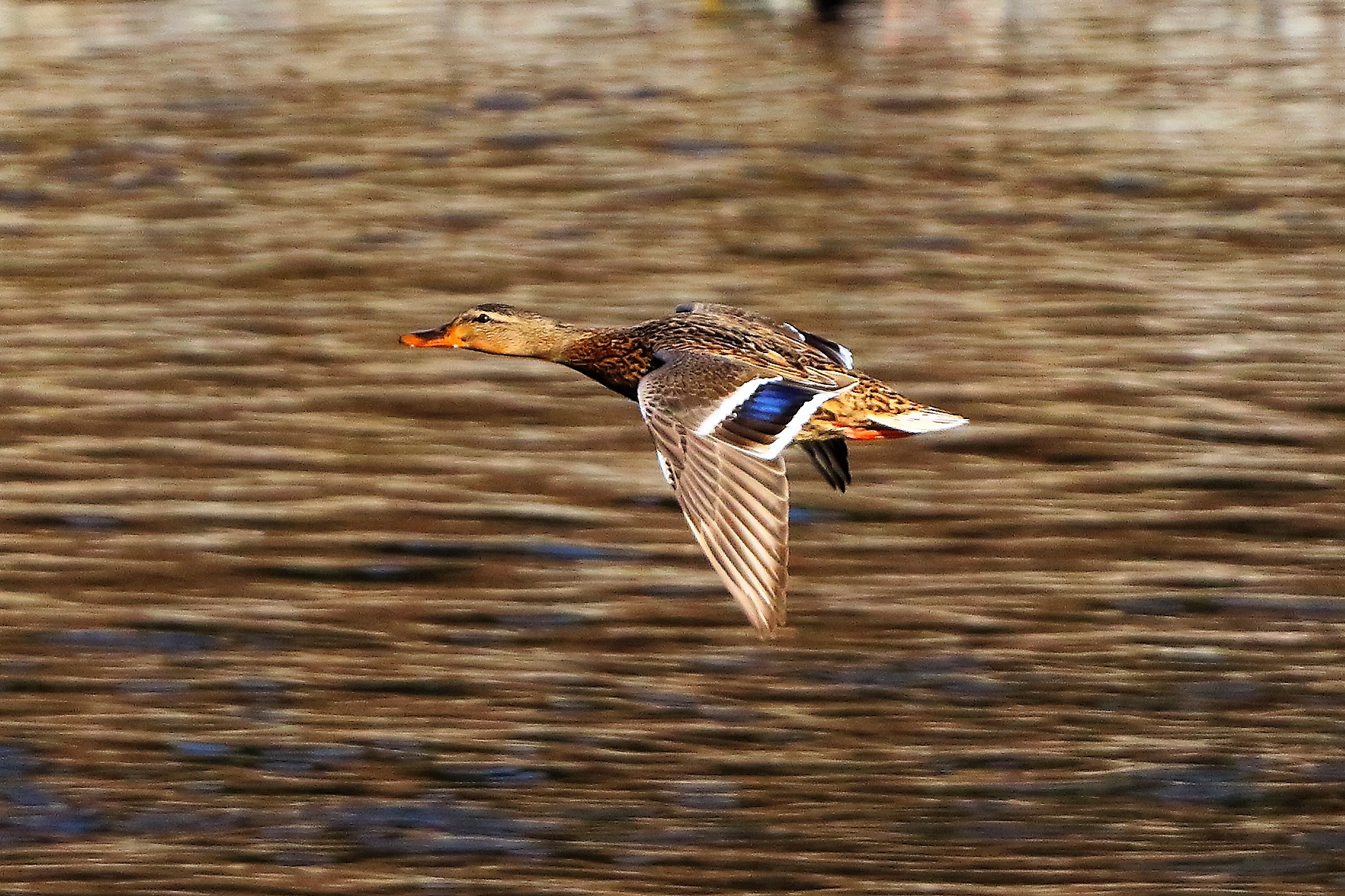 Germano F 13 febbraio 2023