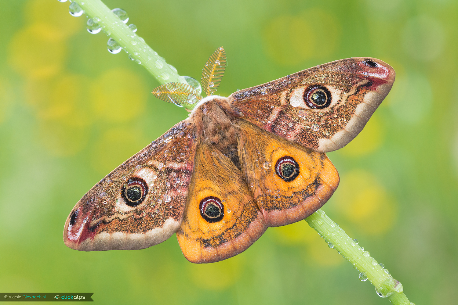Saturnia pavoniella ?
