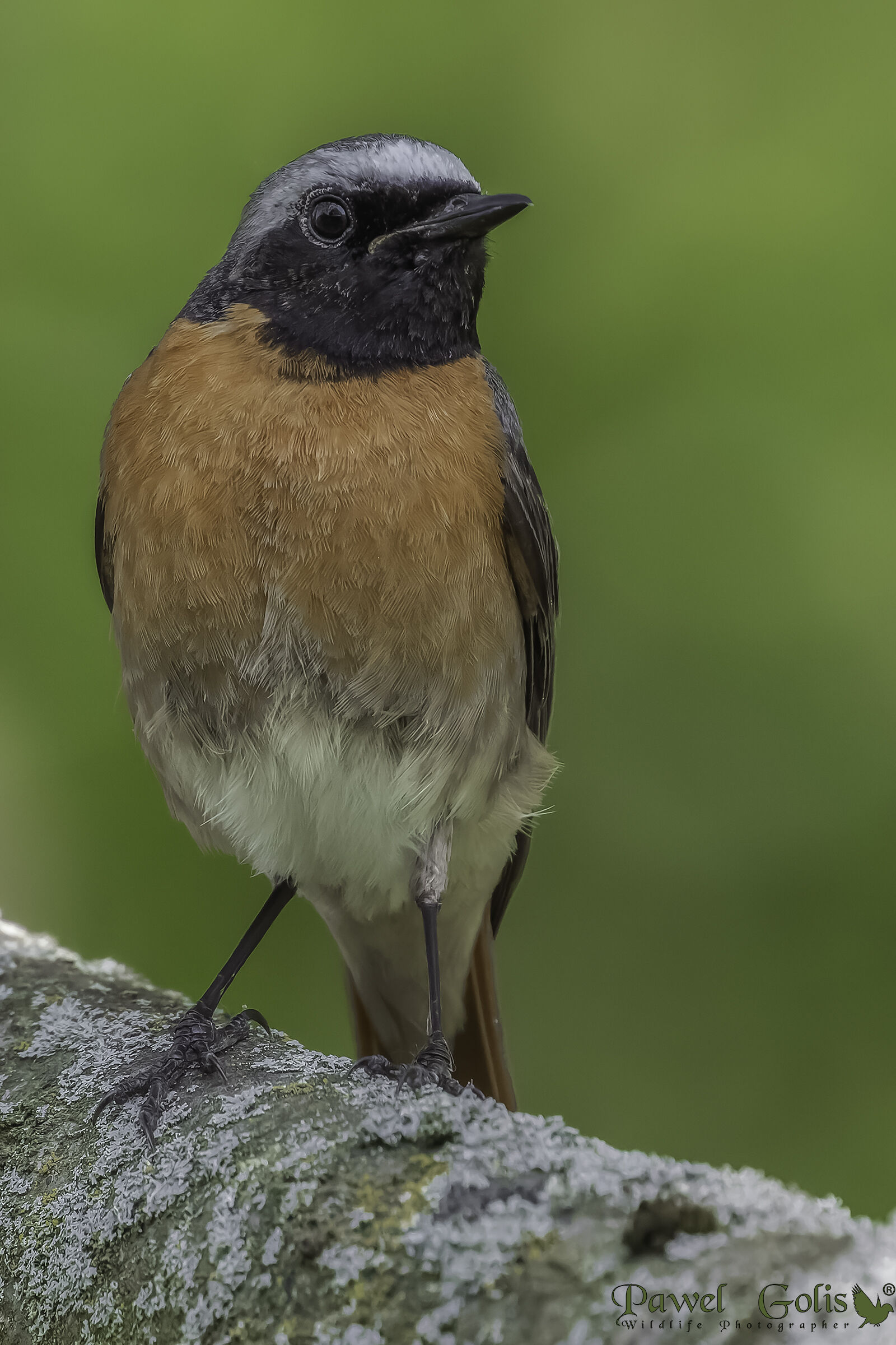 Codirosso (Phoenicurus phoenicurus)