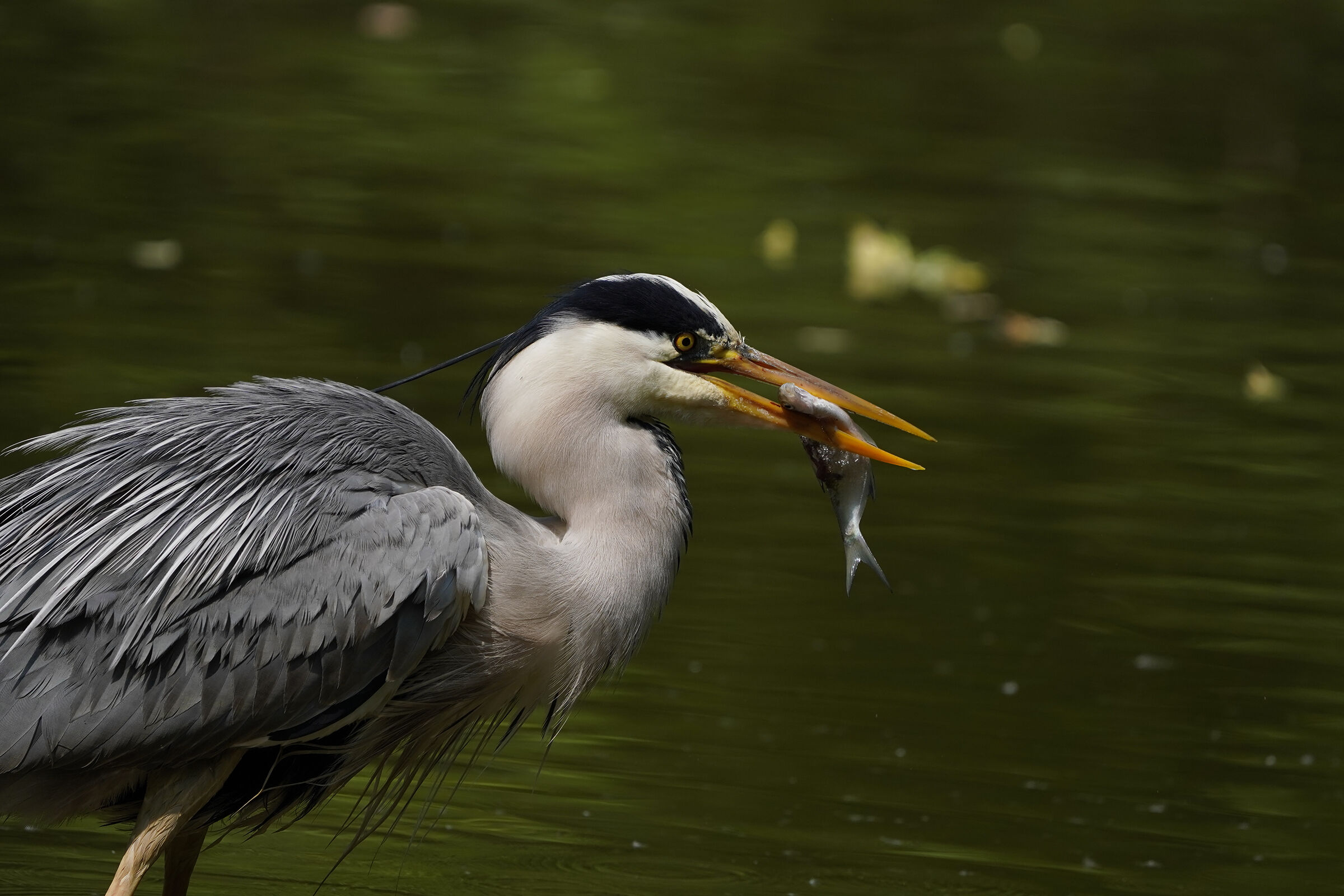 Fishing portraits