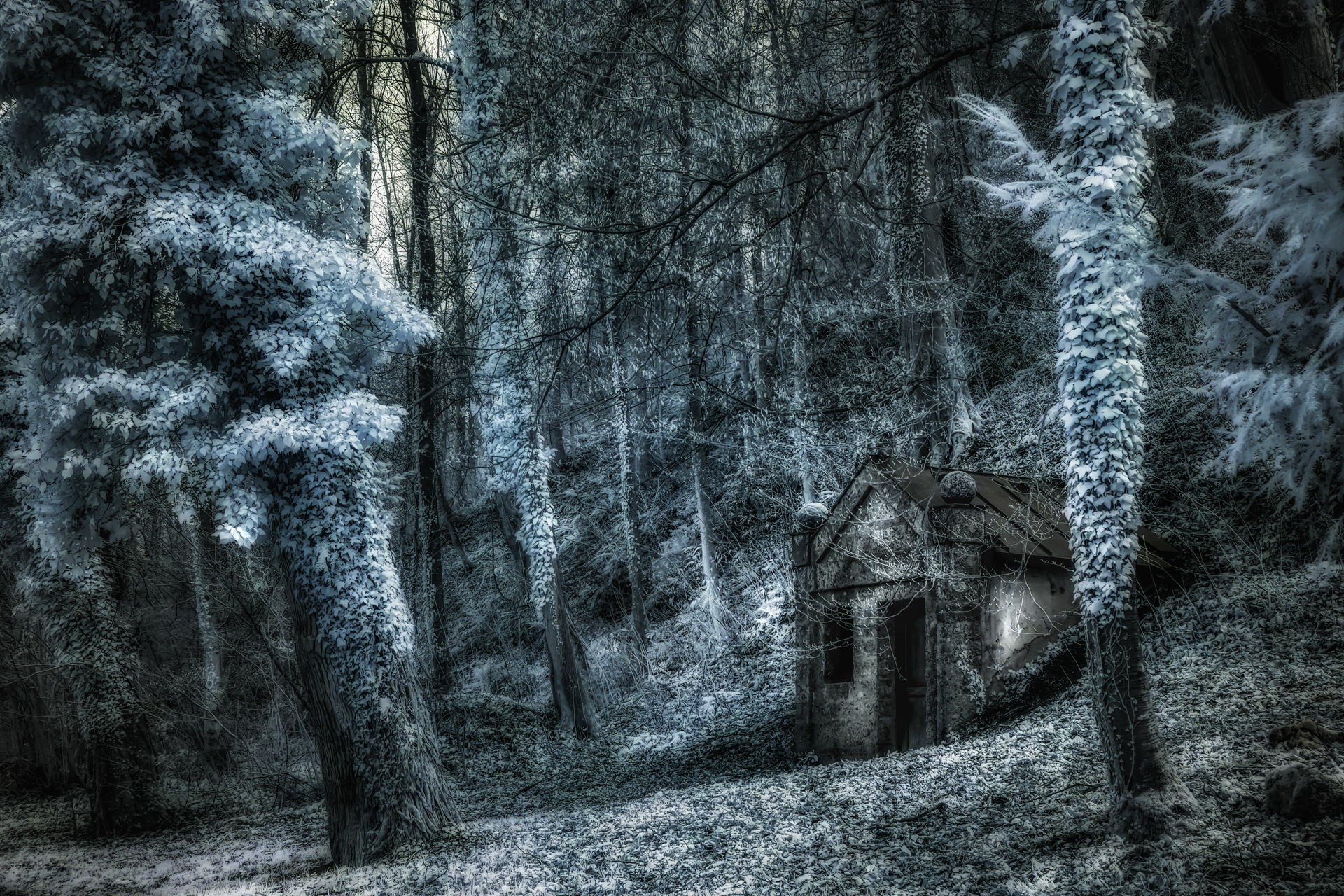 In the woods