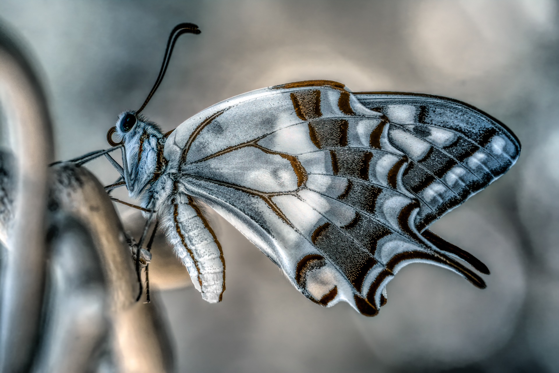 Infrared swallowtail