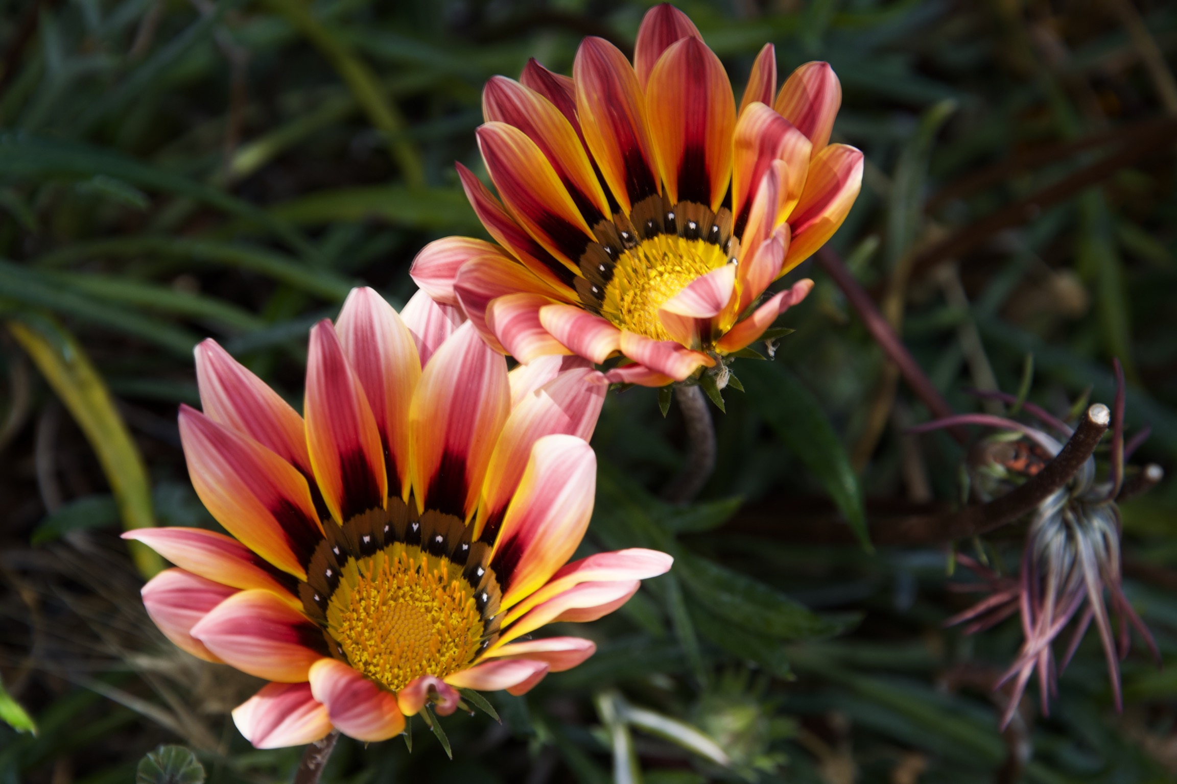 Colori primaverili a Sinis