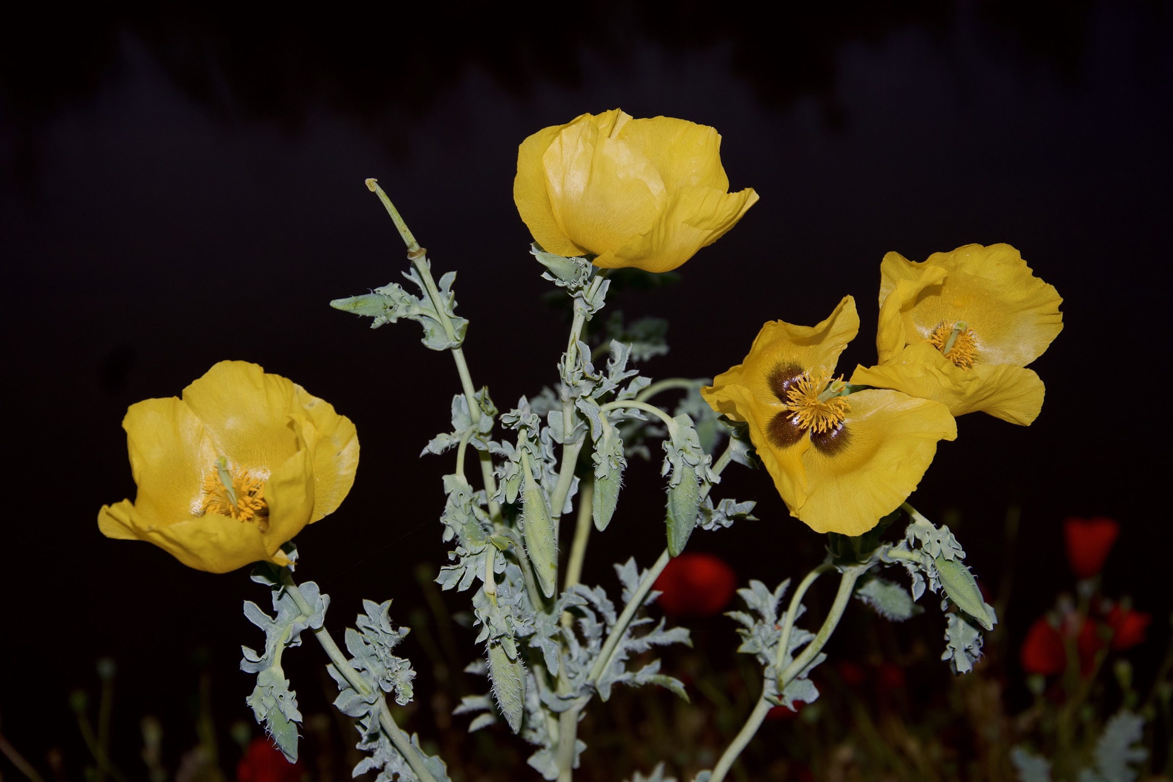 Papavero giallo ad Orosei