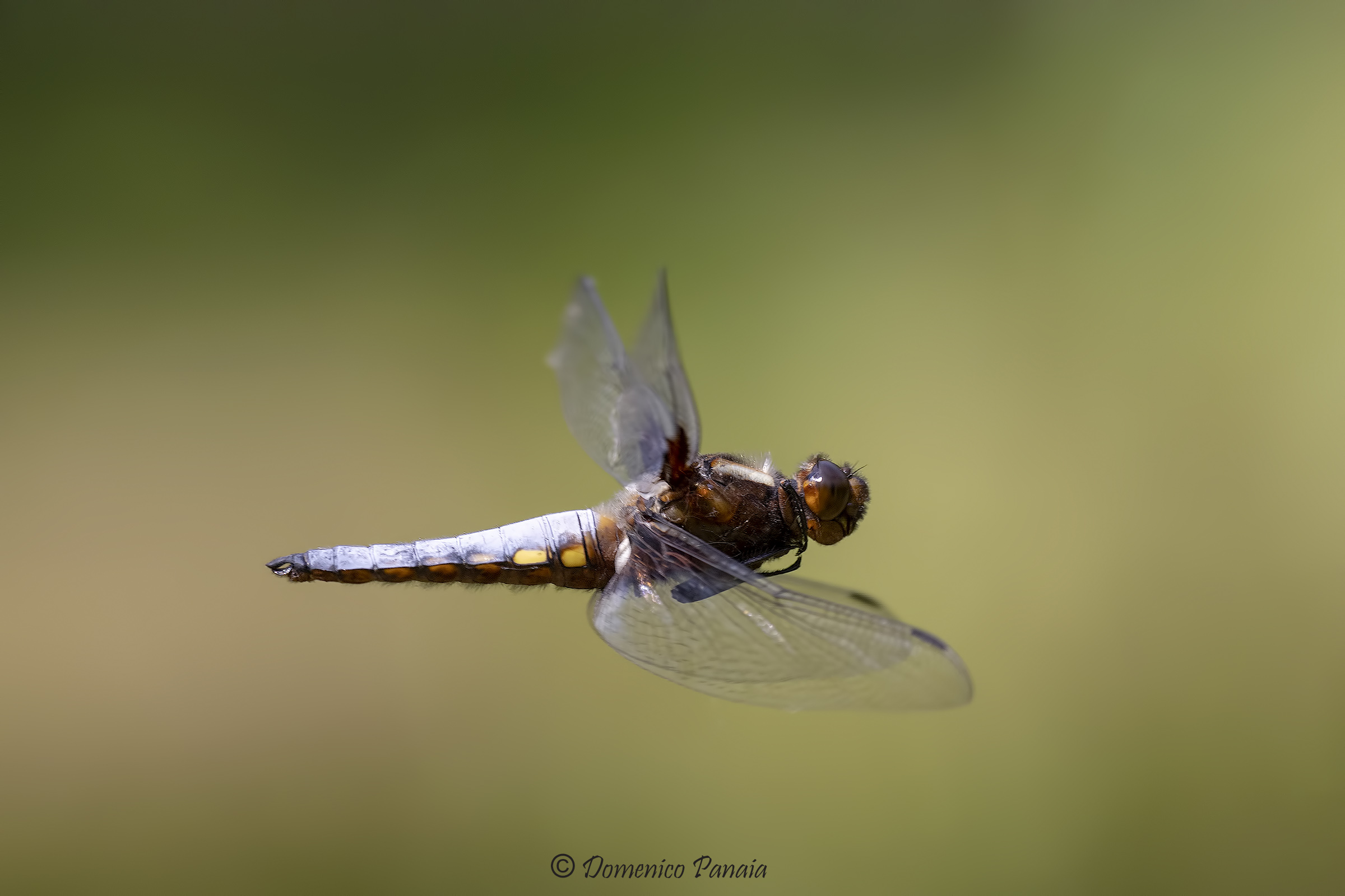 libellula depressa maschio