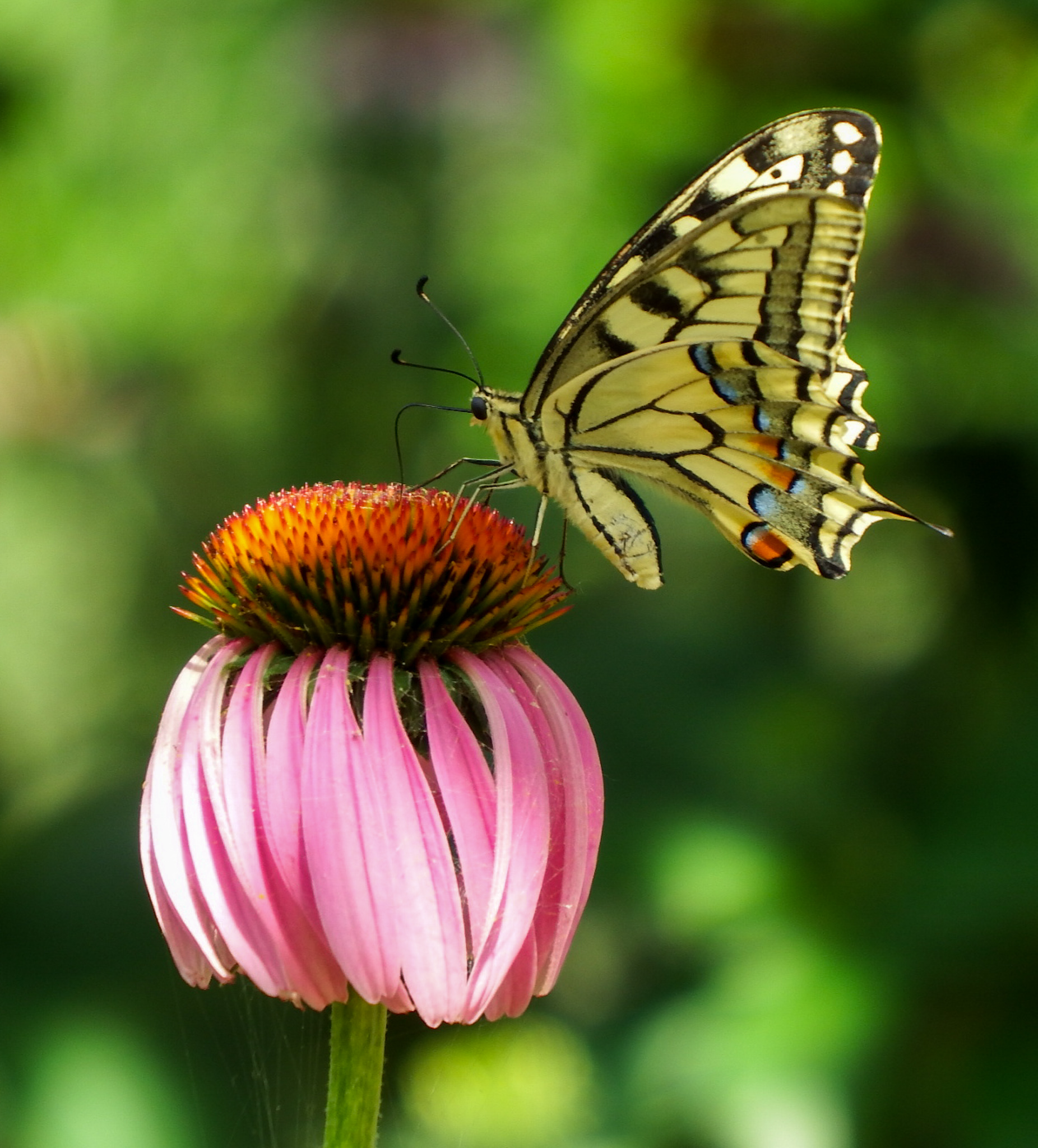 Macaone sull'echinacea